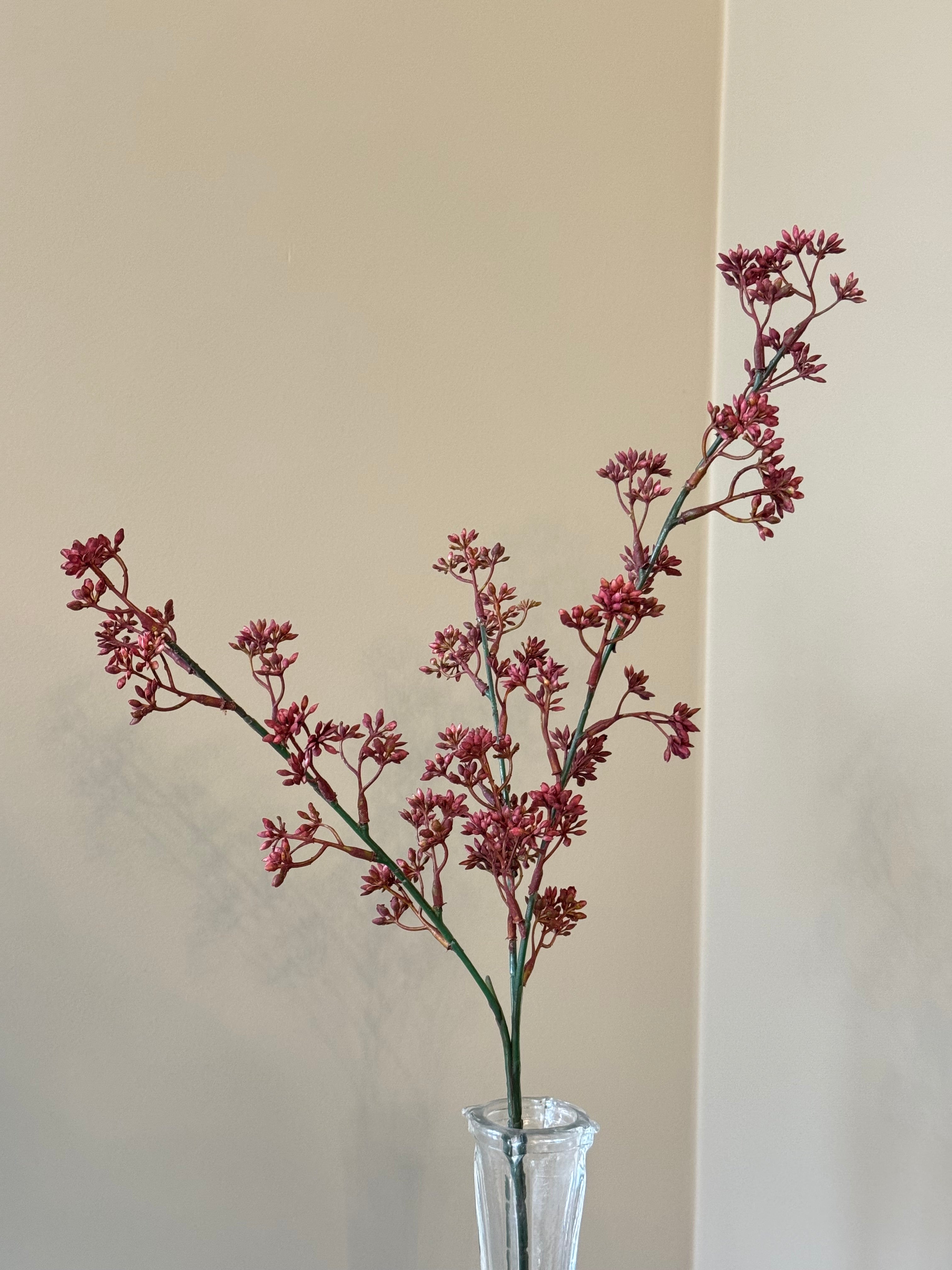 Kirsebærgren Fuchsia