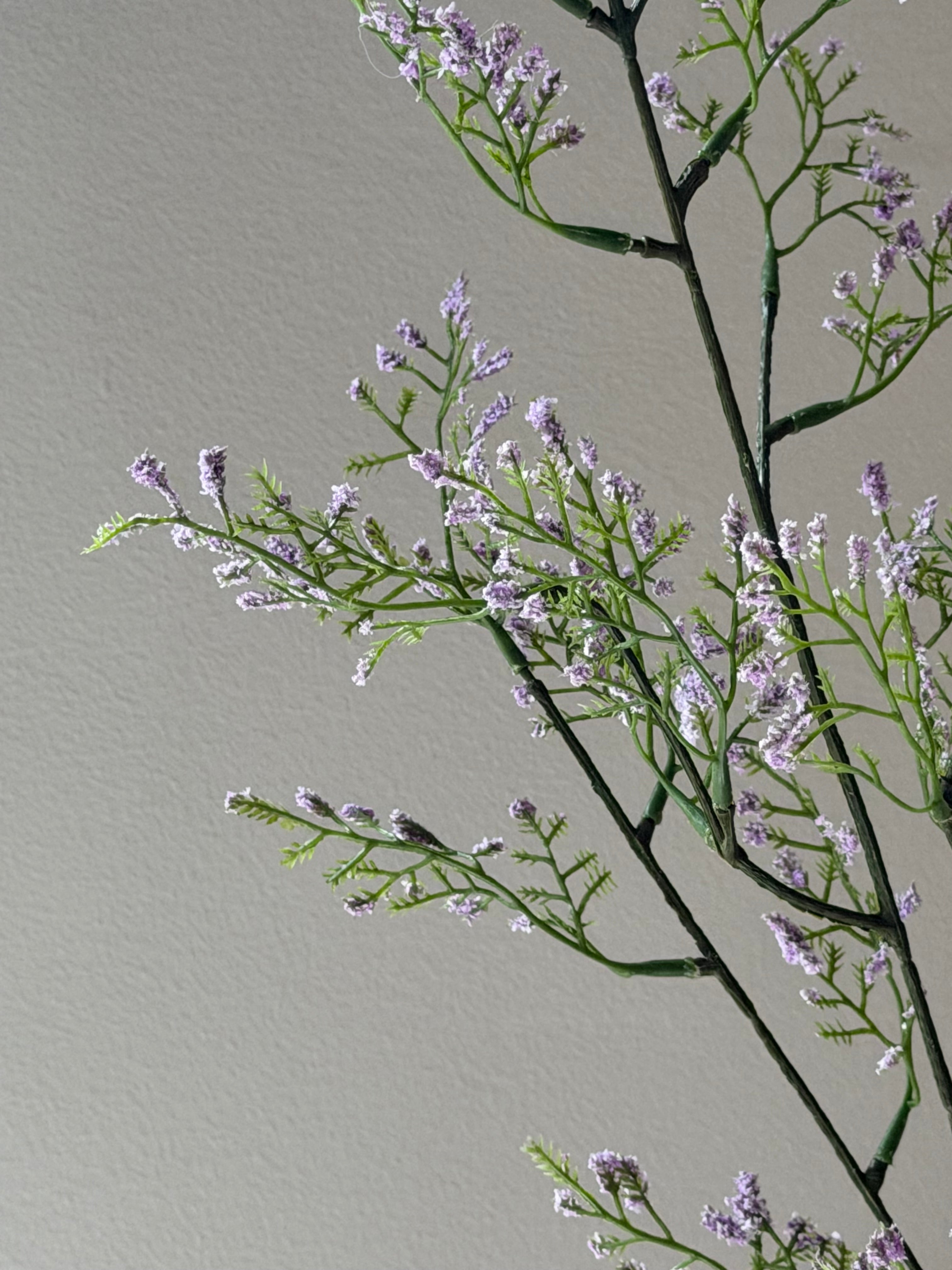 Limonium gren lys lilla
