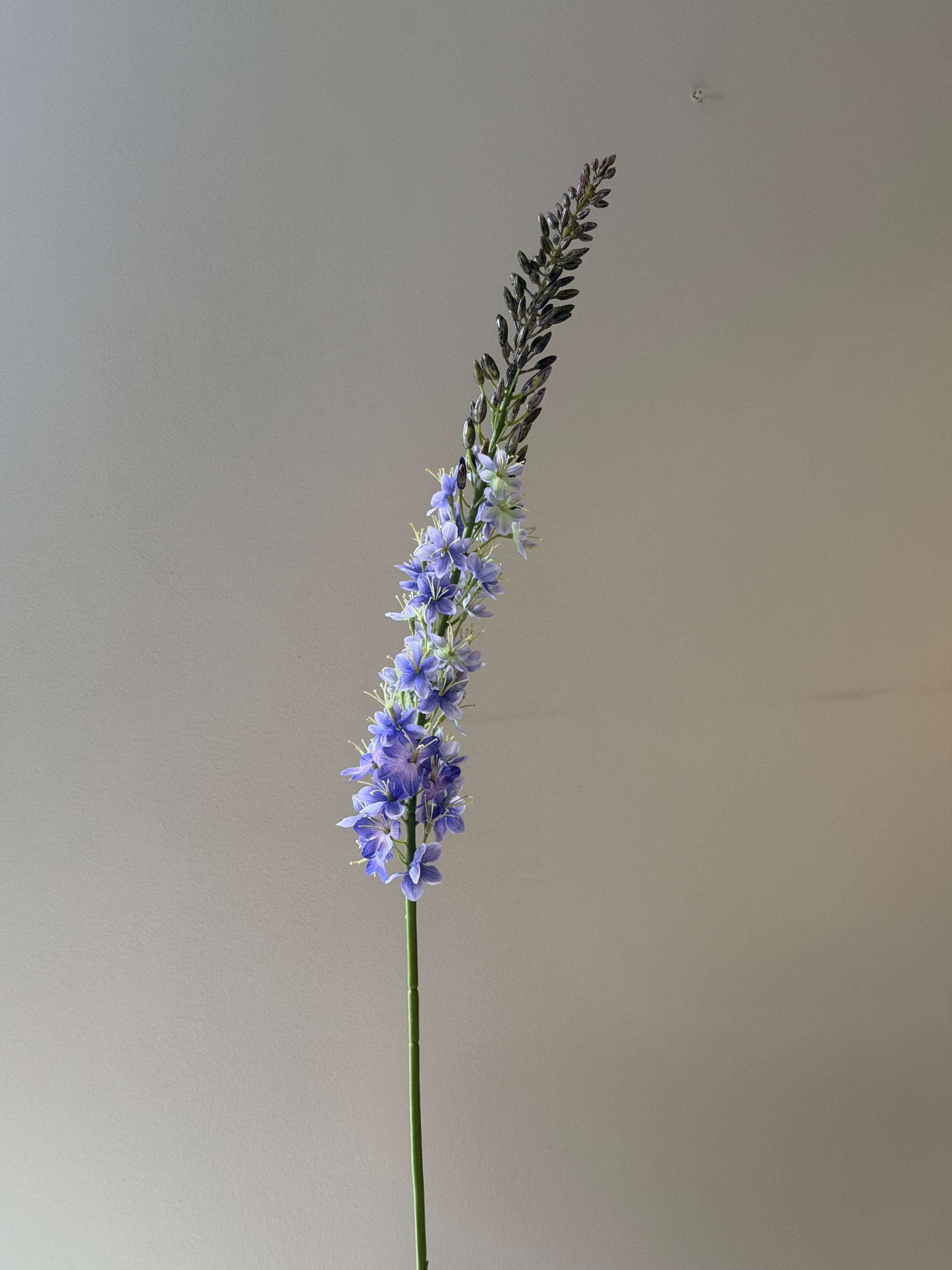 Kleopatras nål blue/purple