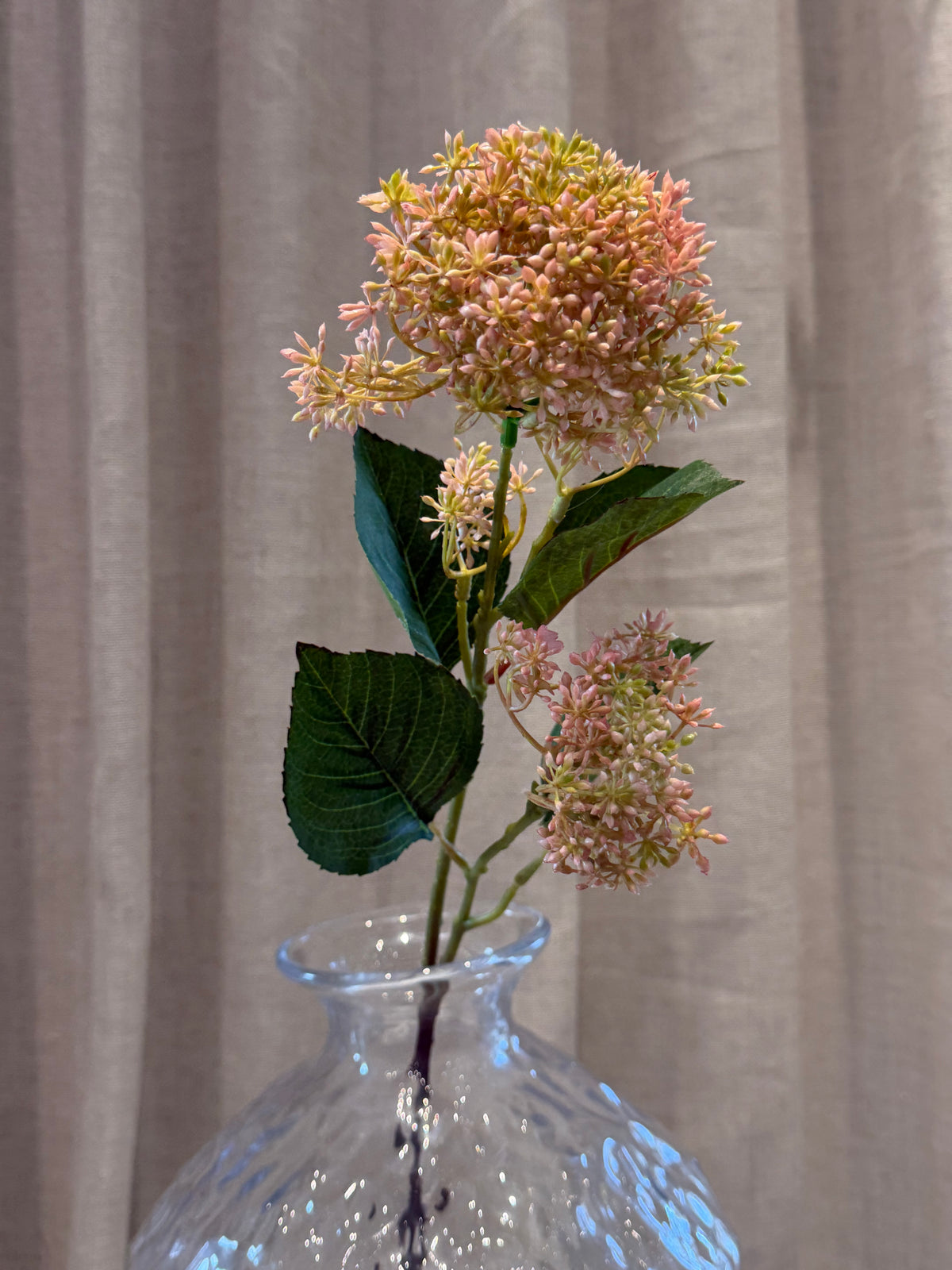 Skimmia Rosa 65cm