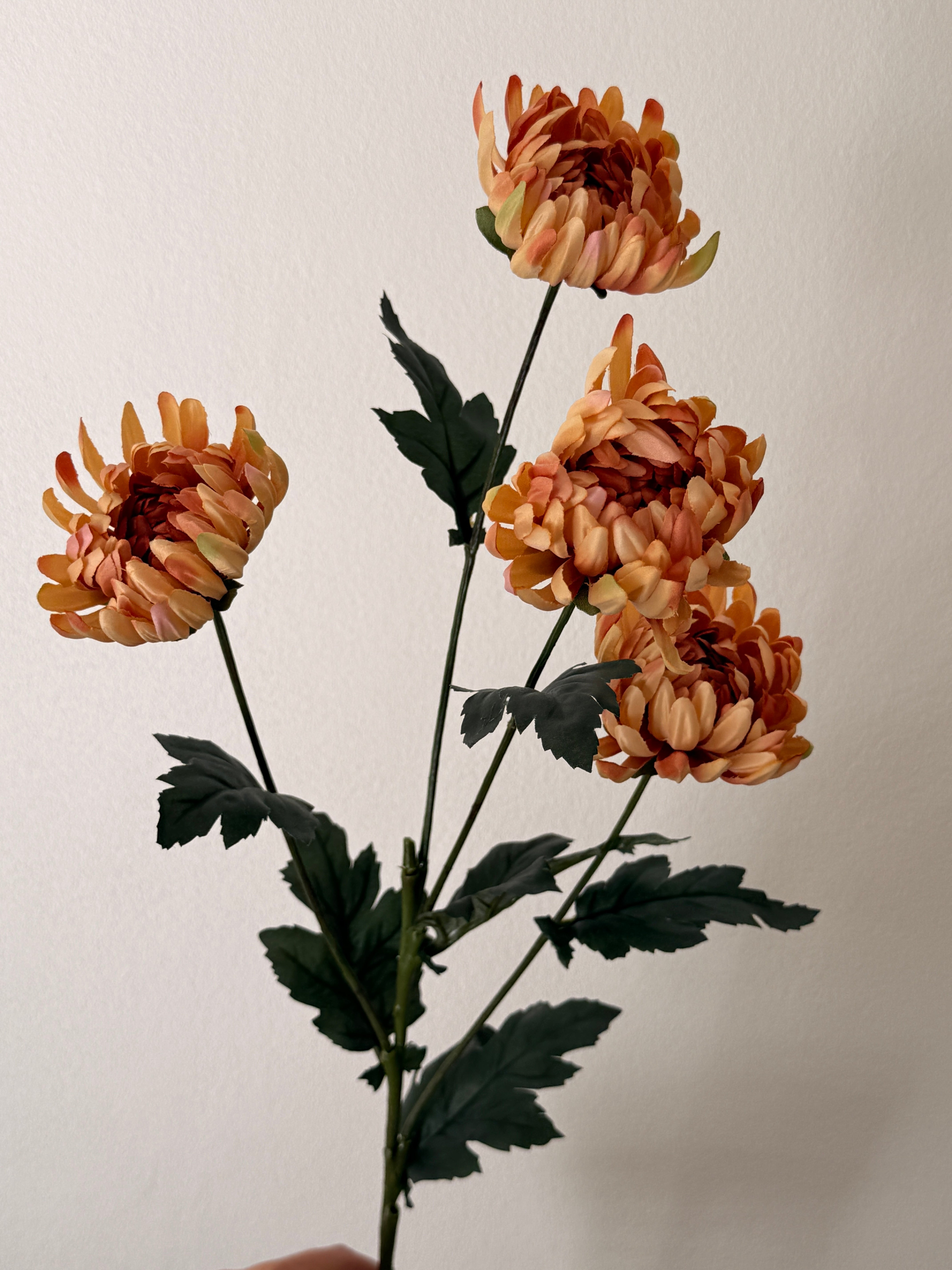 Chrysanthemum karamel