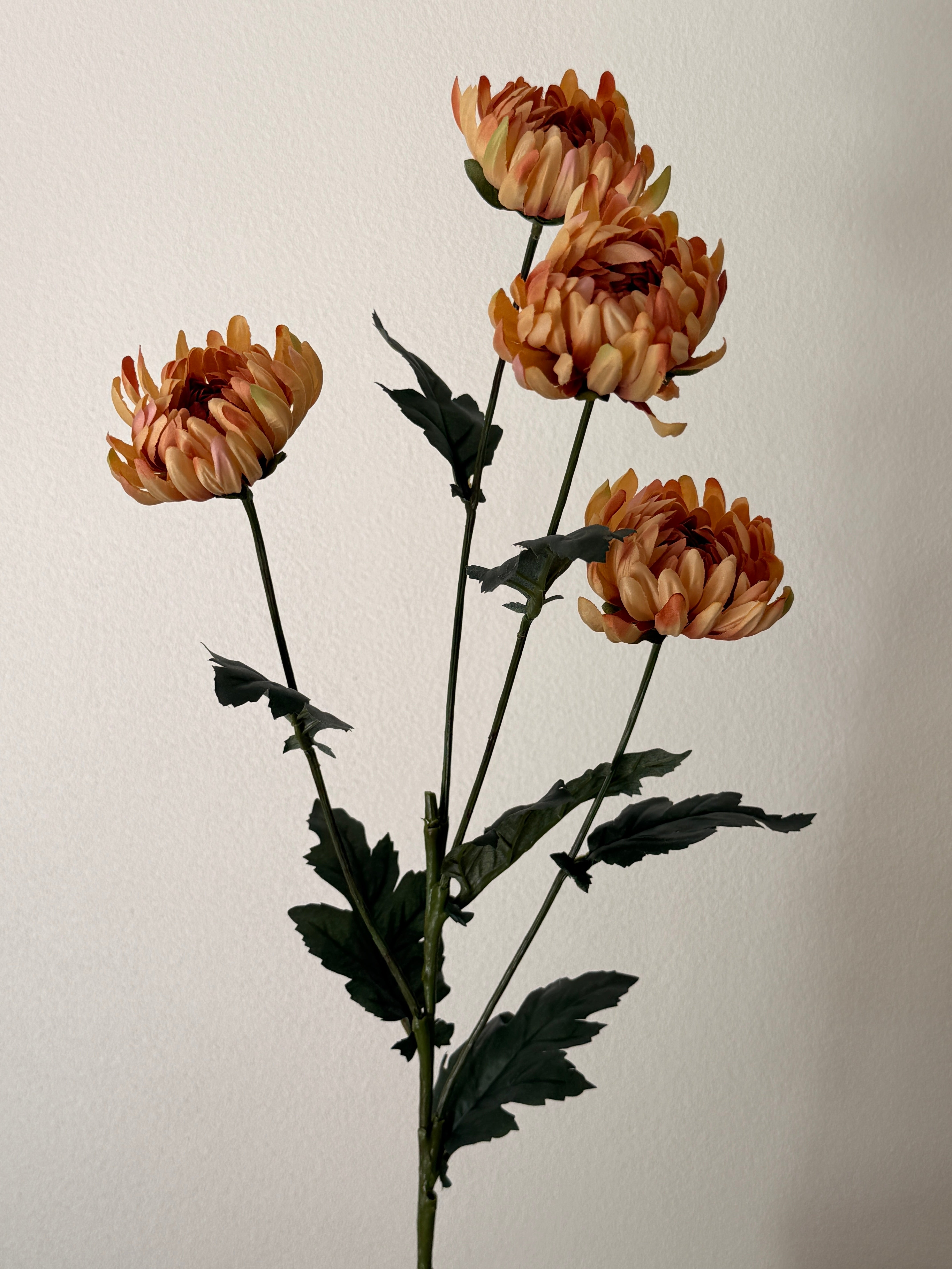 Chrysanthemum karamel