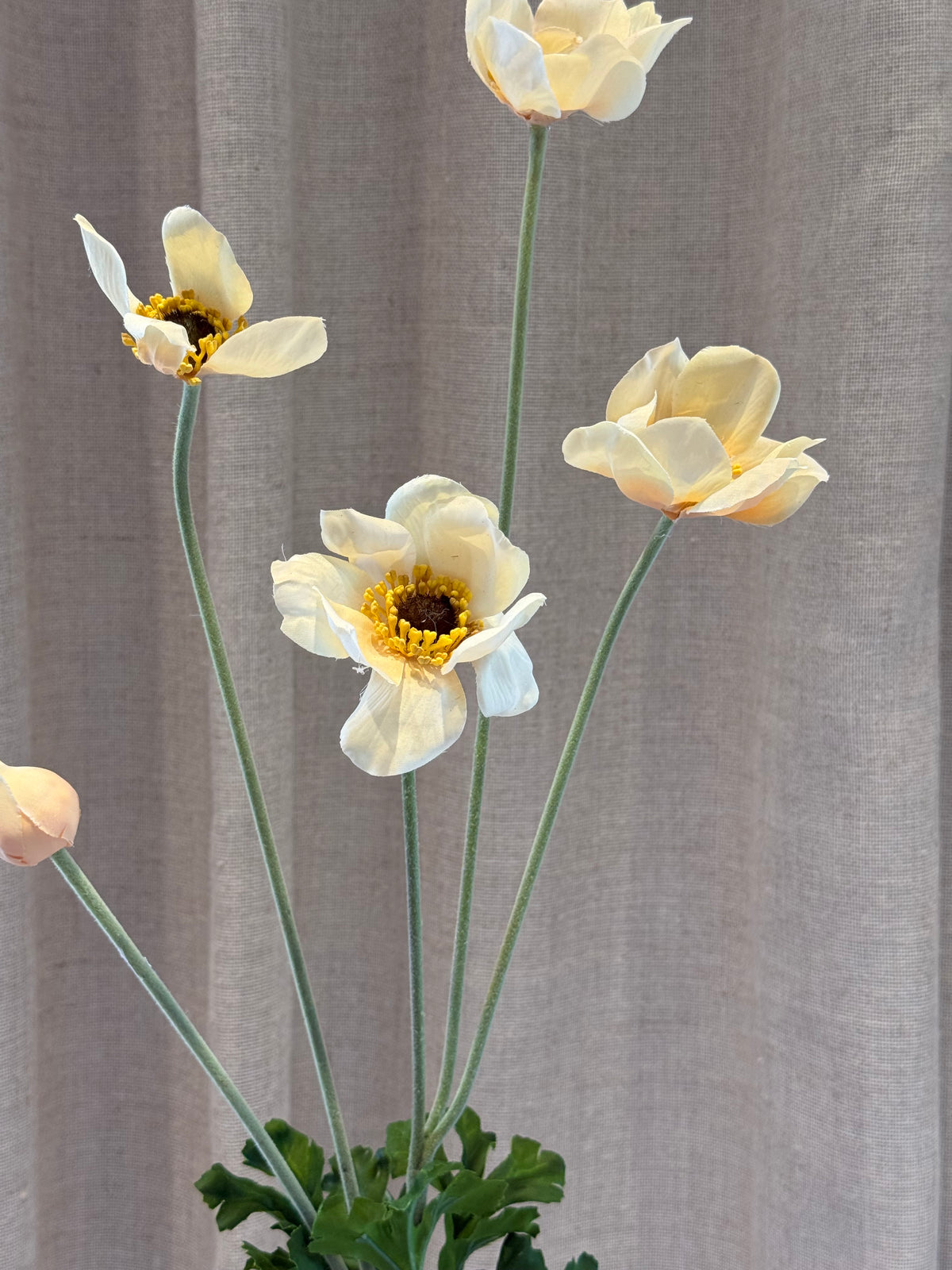 Anemone creme
