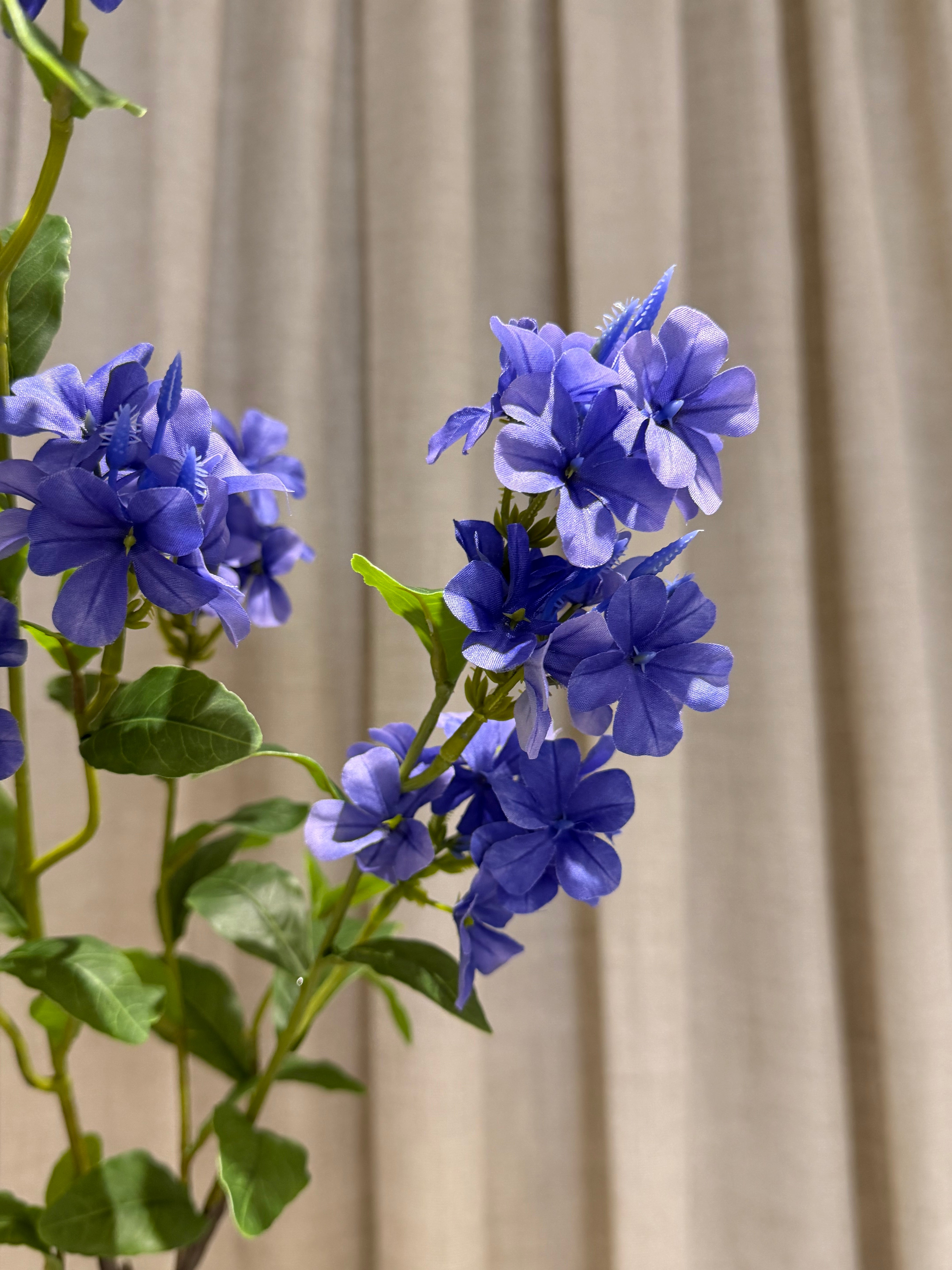Plumbago gren 87cm
