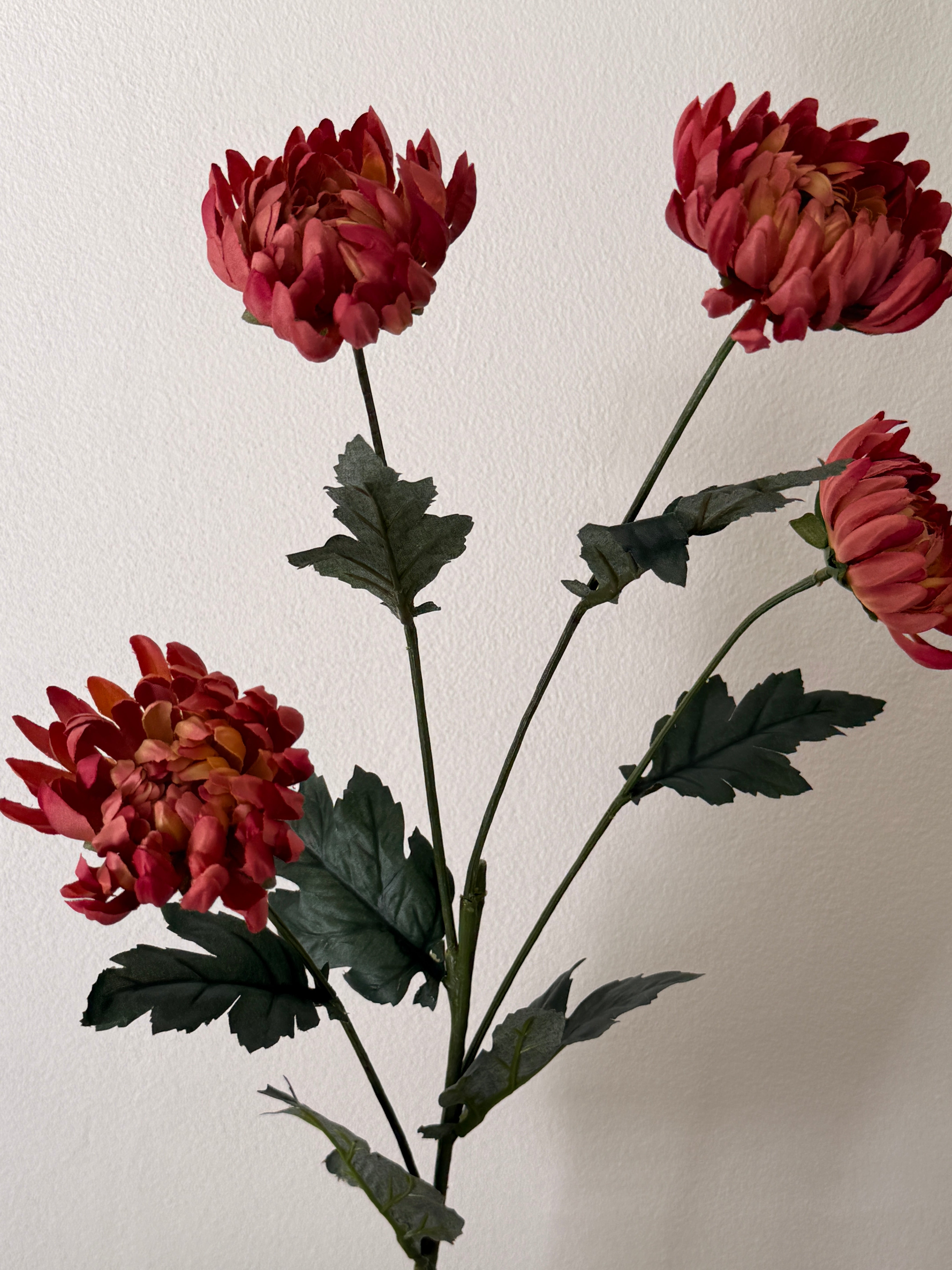 Chrysanthemum lys bordeaux