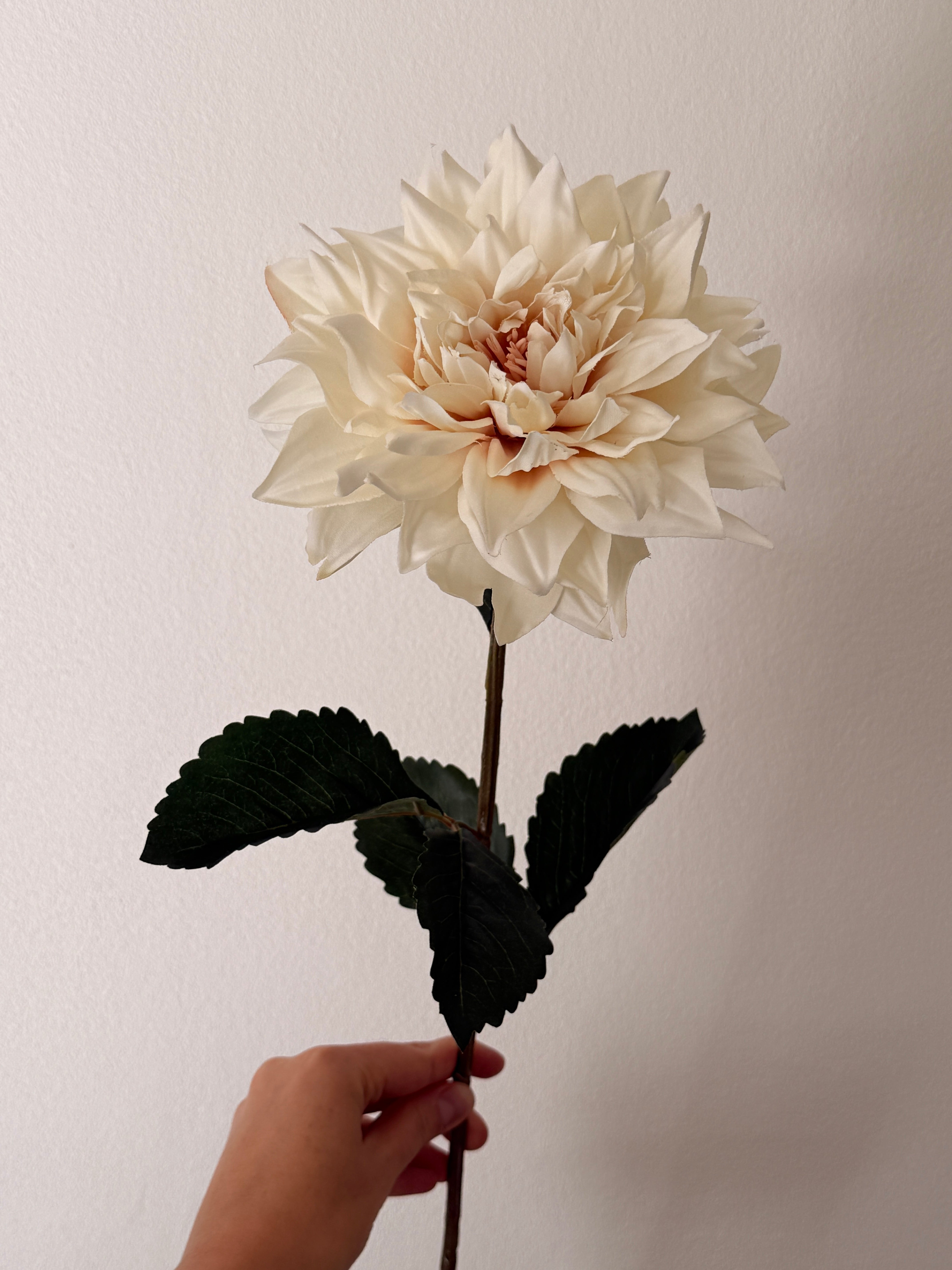 Dahlia creme
