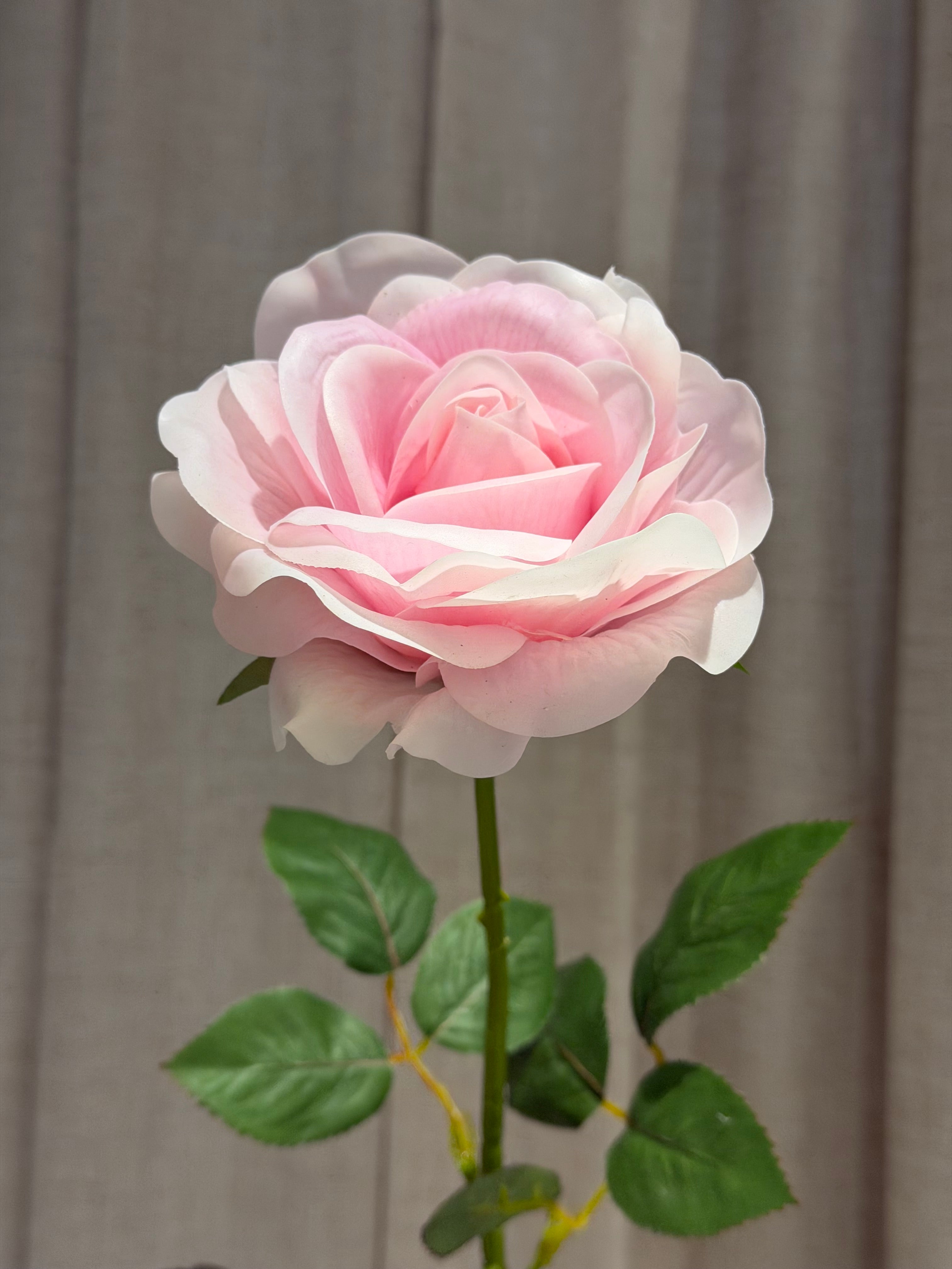 Rose med real touch 70cm