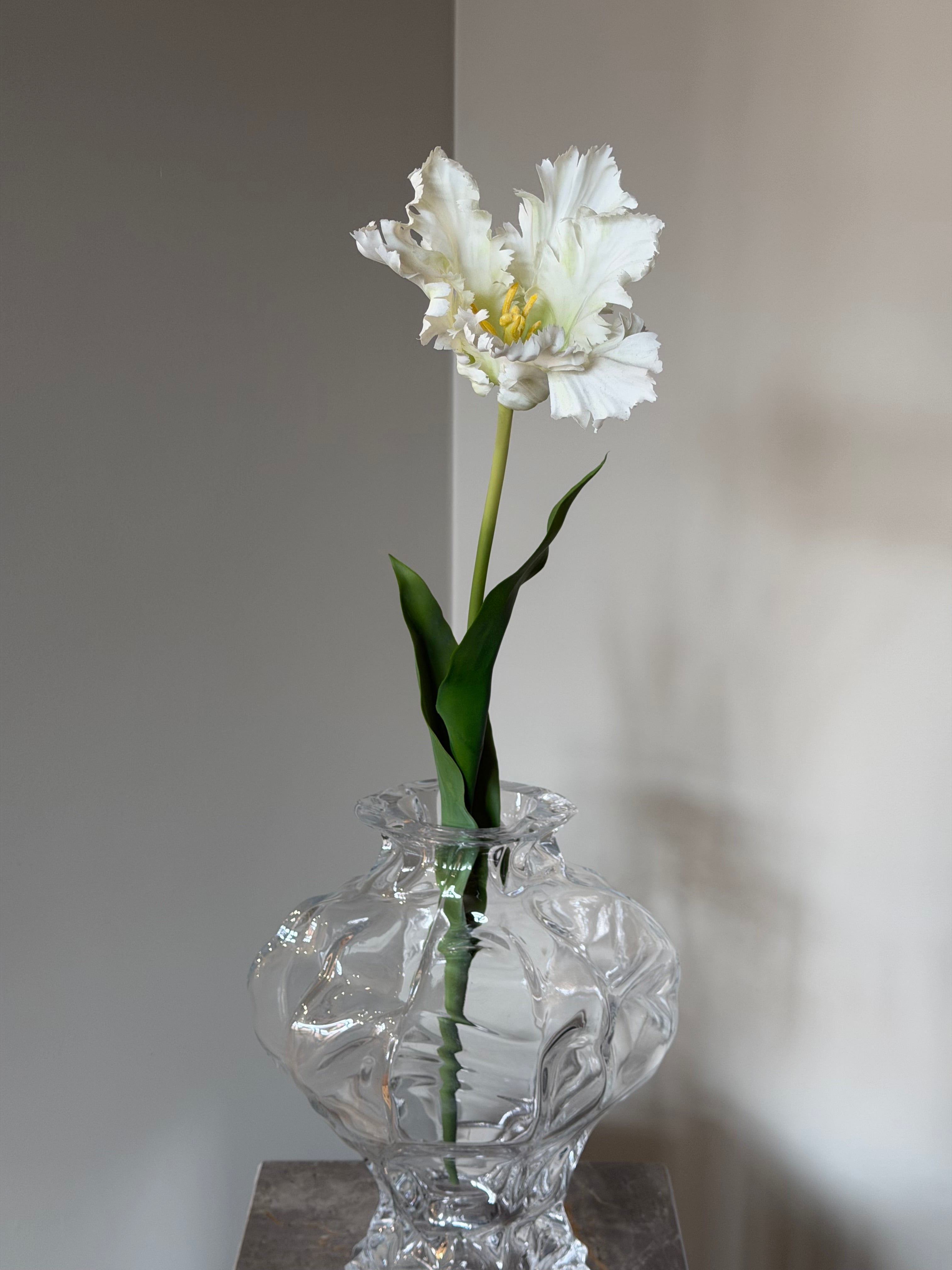 Papegøje Tulipan Hvid