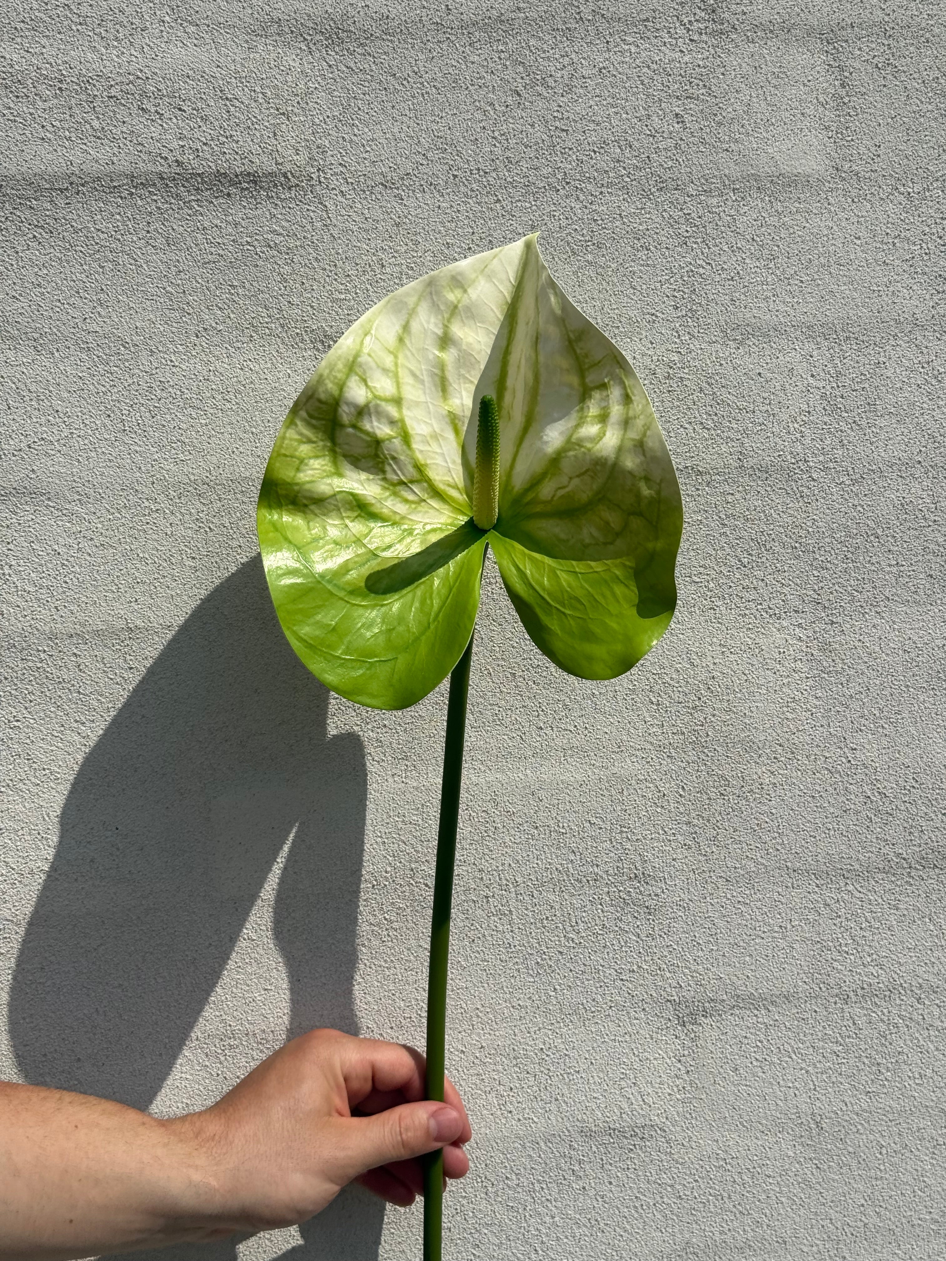 Anthurium grøn/hvid