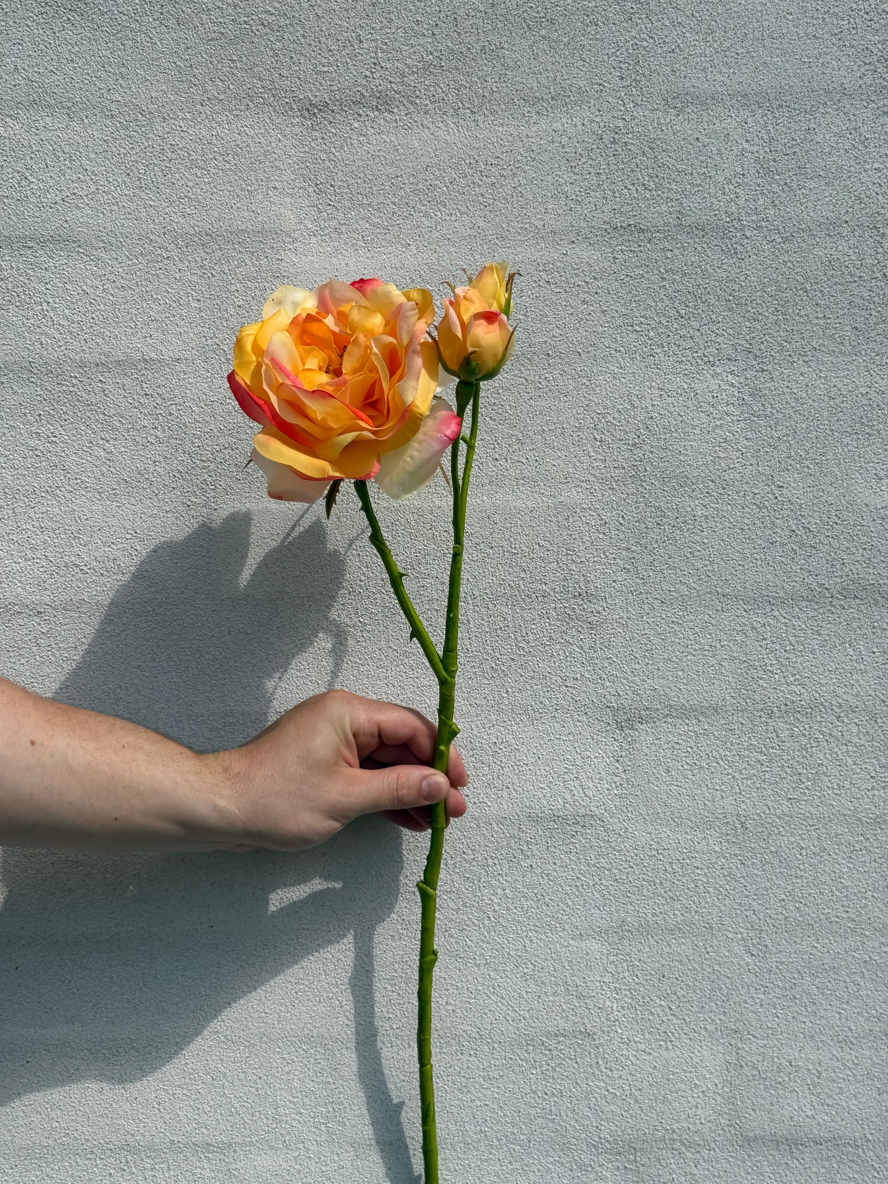 Rose orange