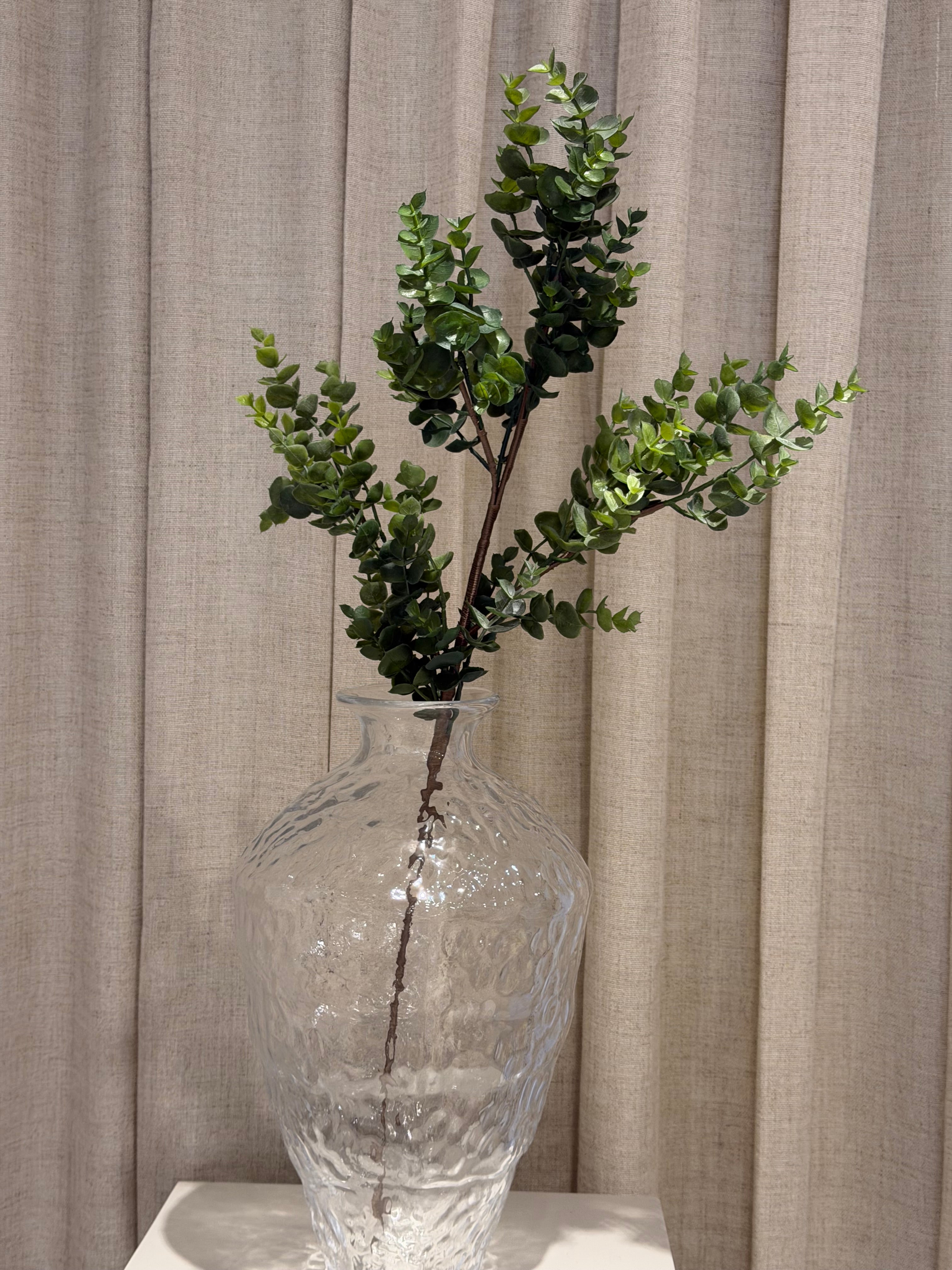 Eucalupthus 75cm
