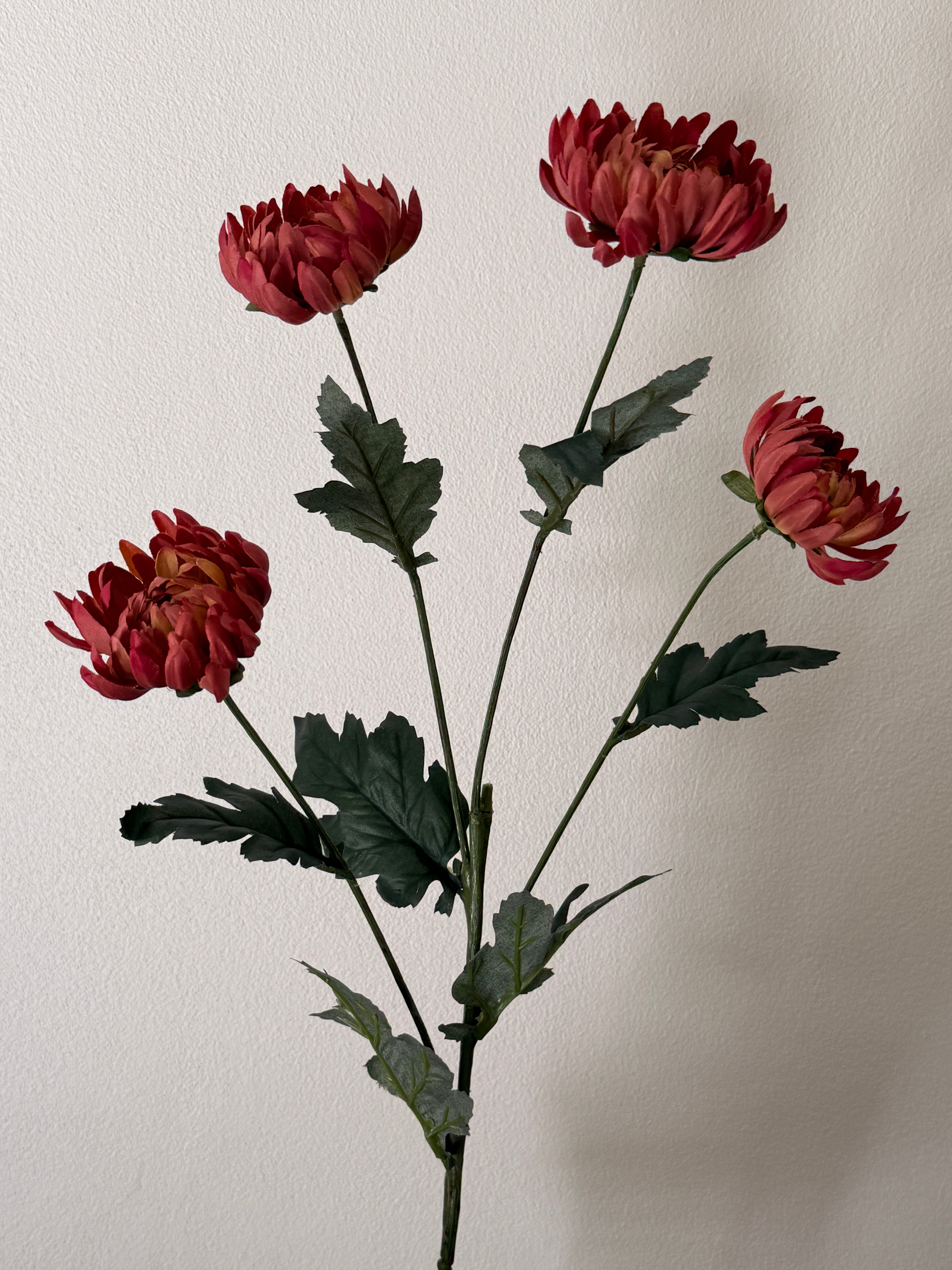 Chrysanthemum lys bordeaux