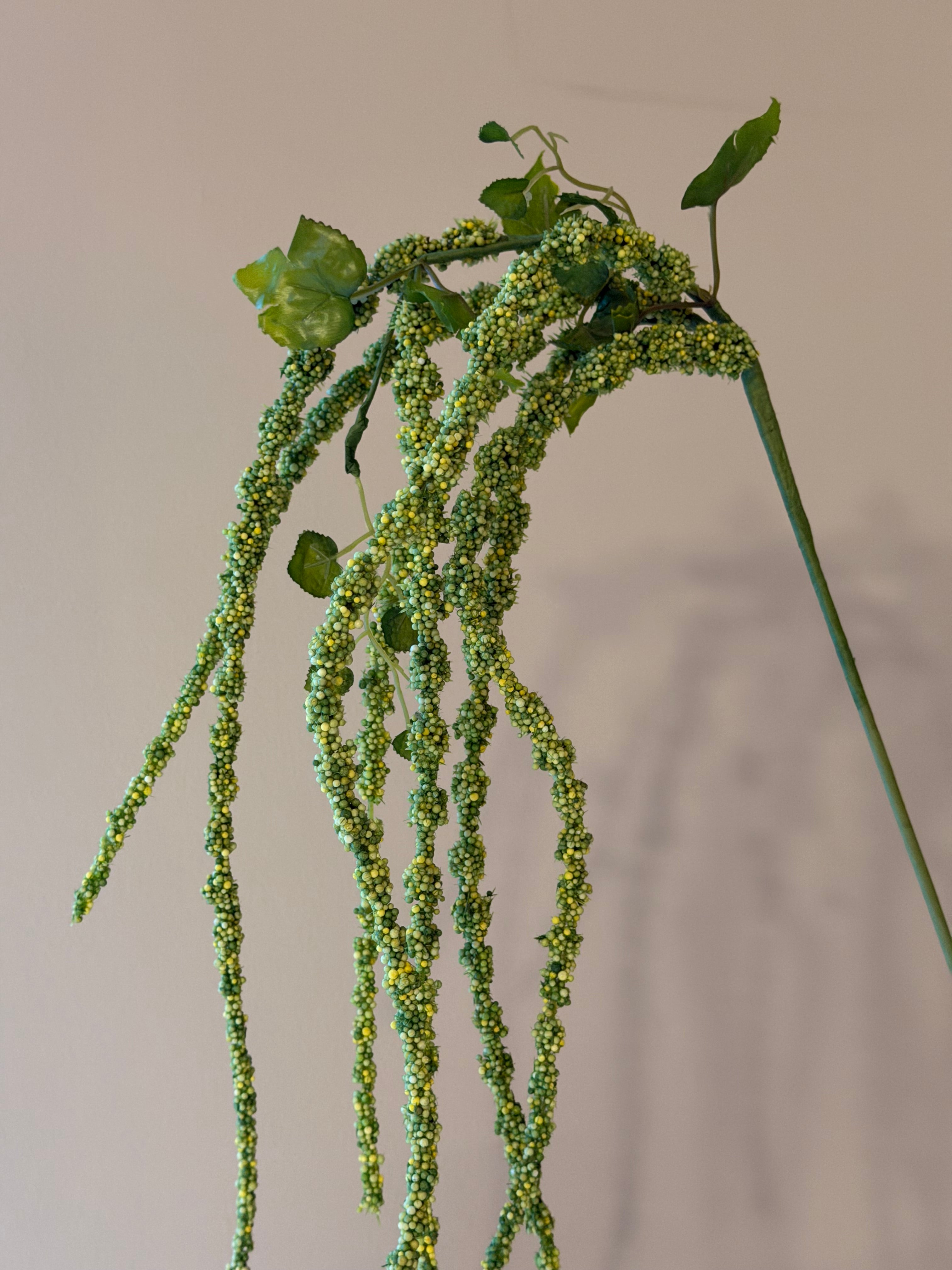 Amaranthus