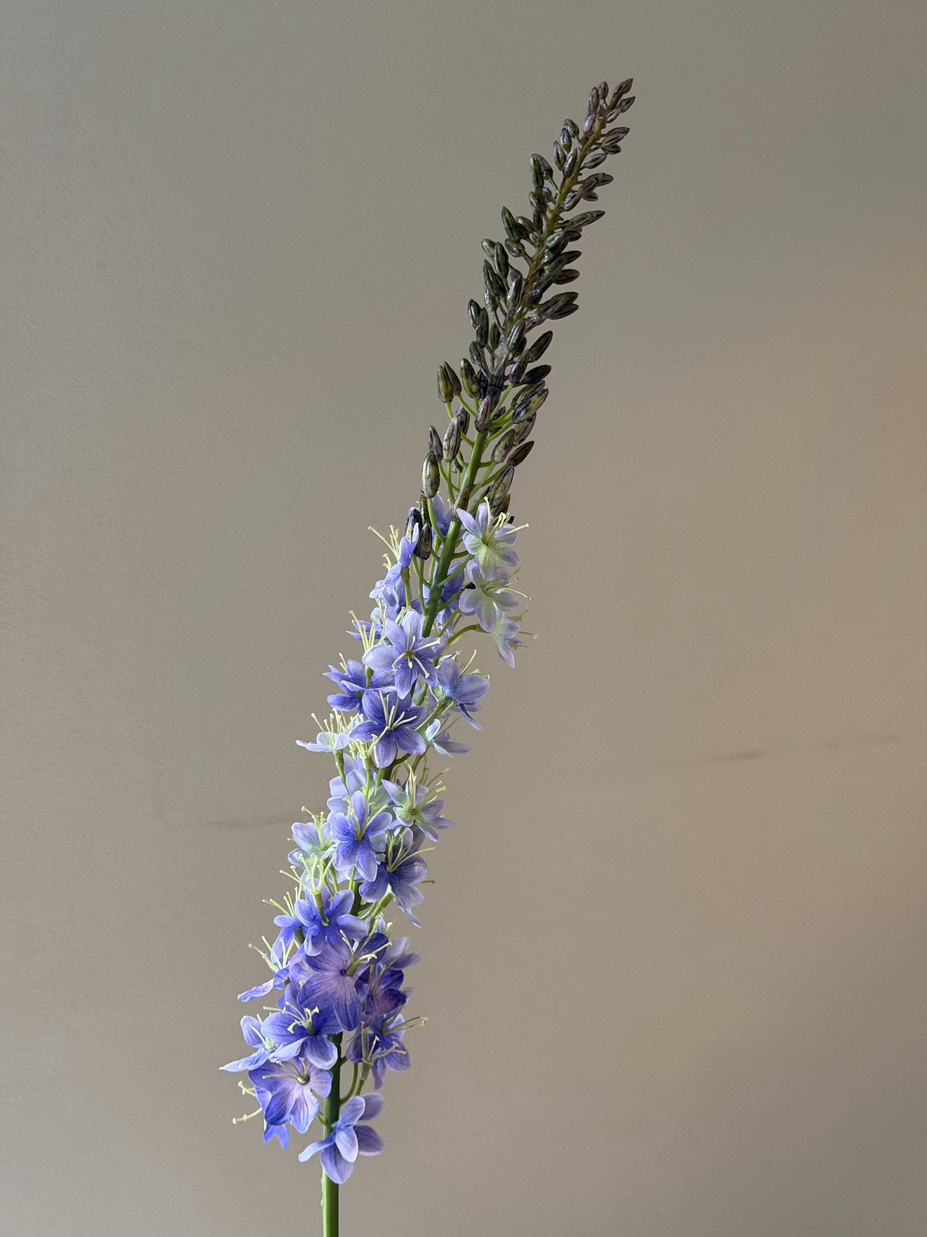 Kleopatras nål blue/purple