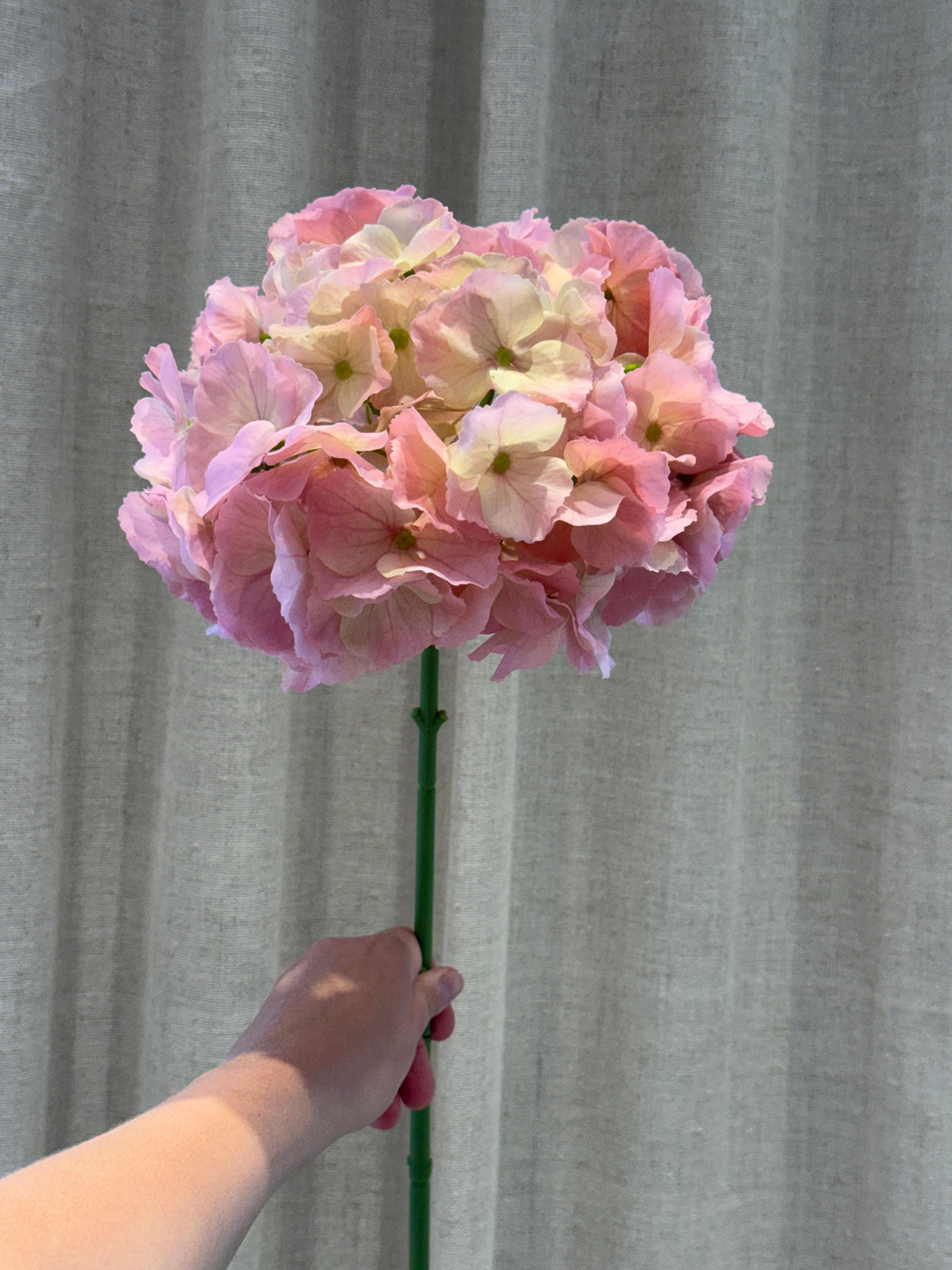 Hortensia lyserød