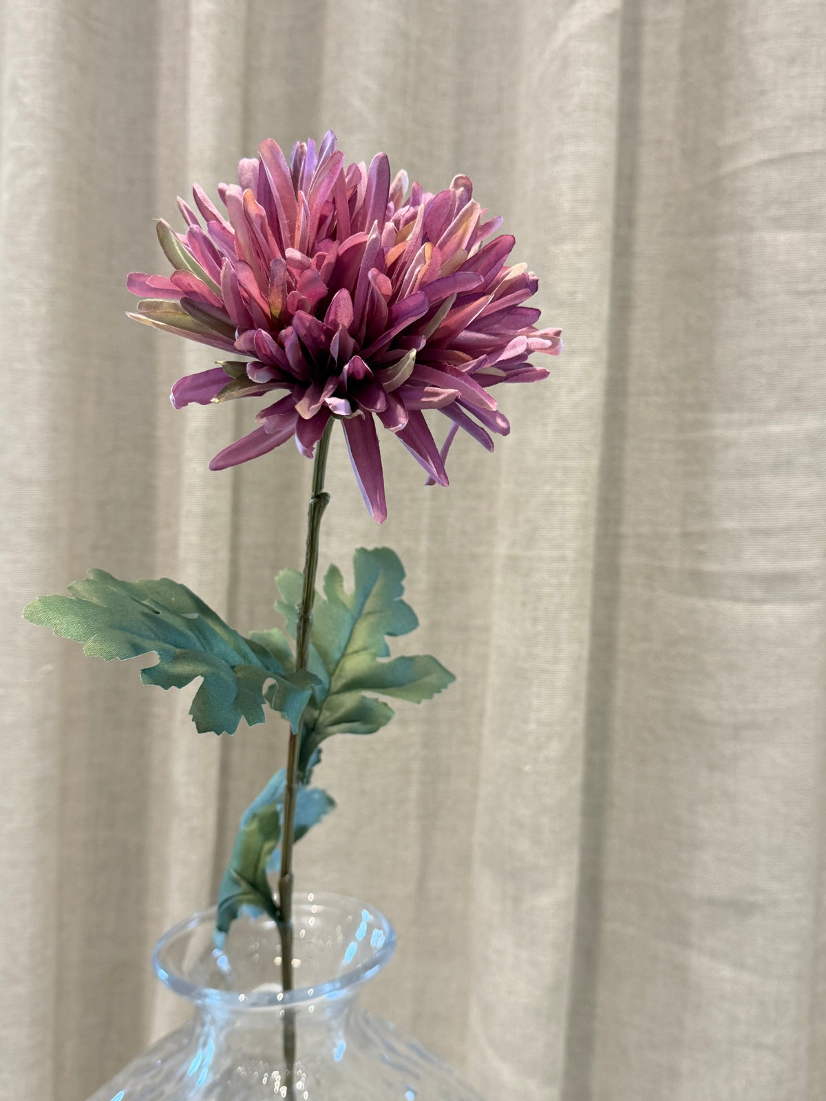 Chrysanthemum Lilla H68