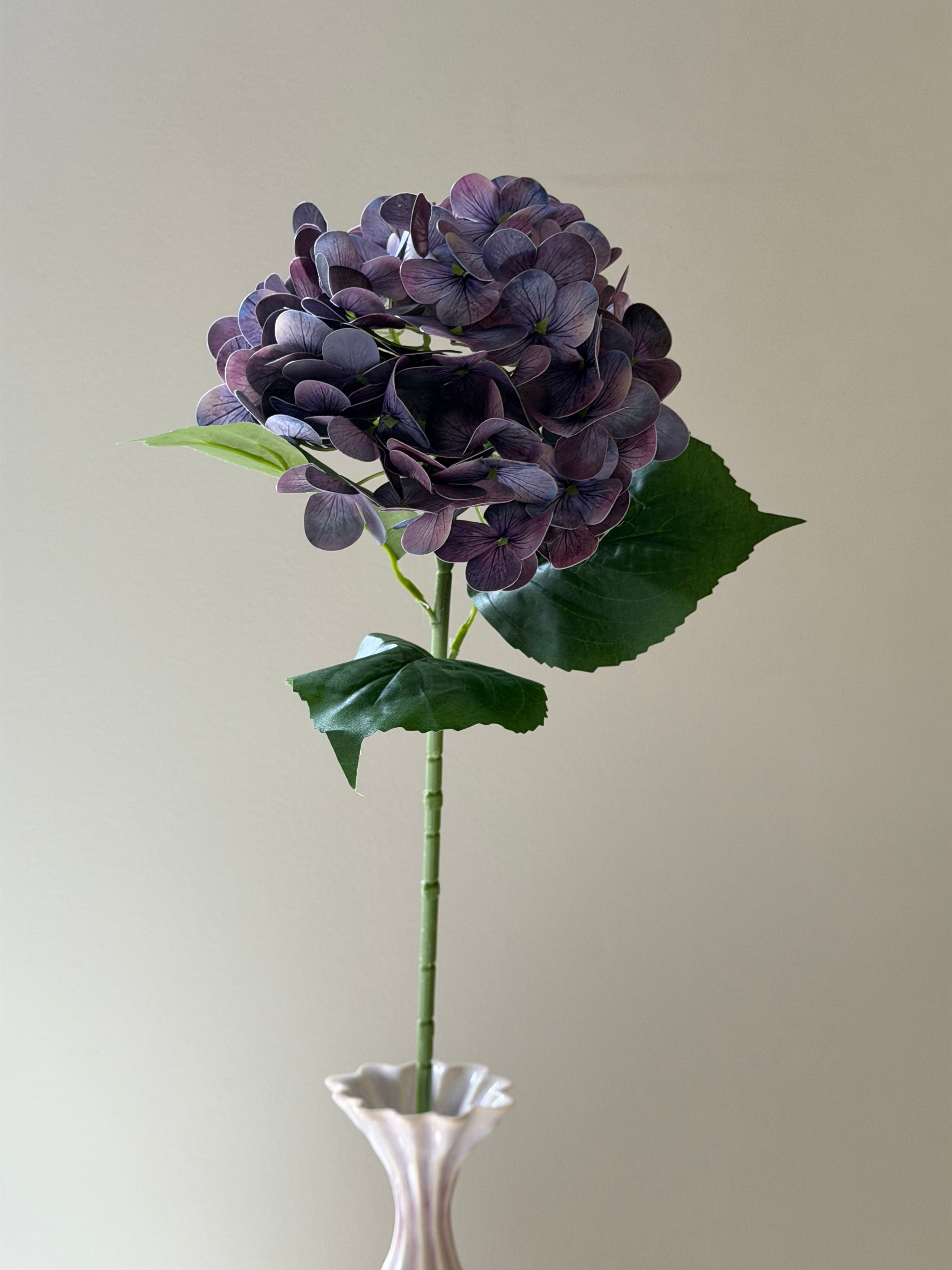Hortensia Purple