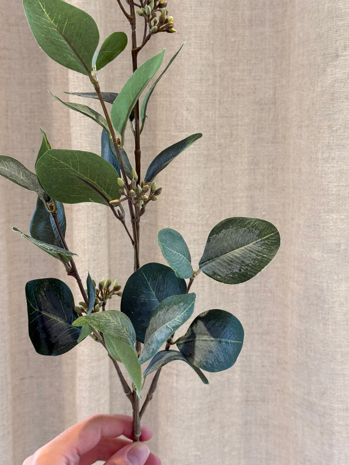 Eucalyptus med bær