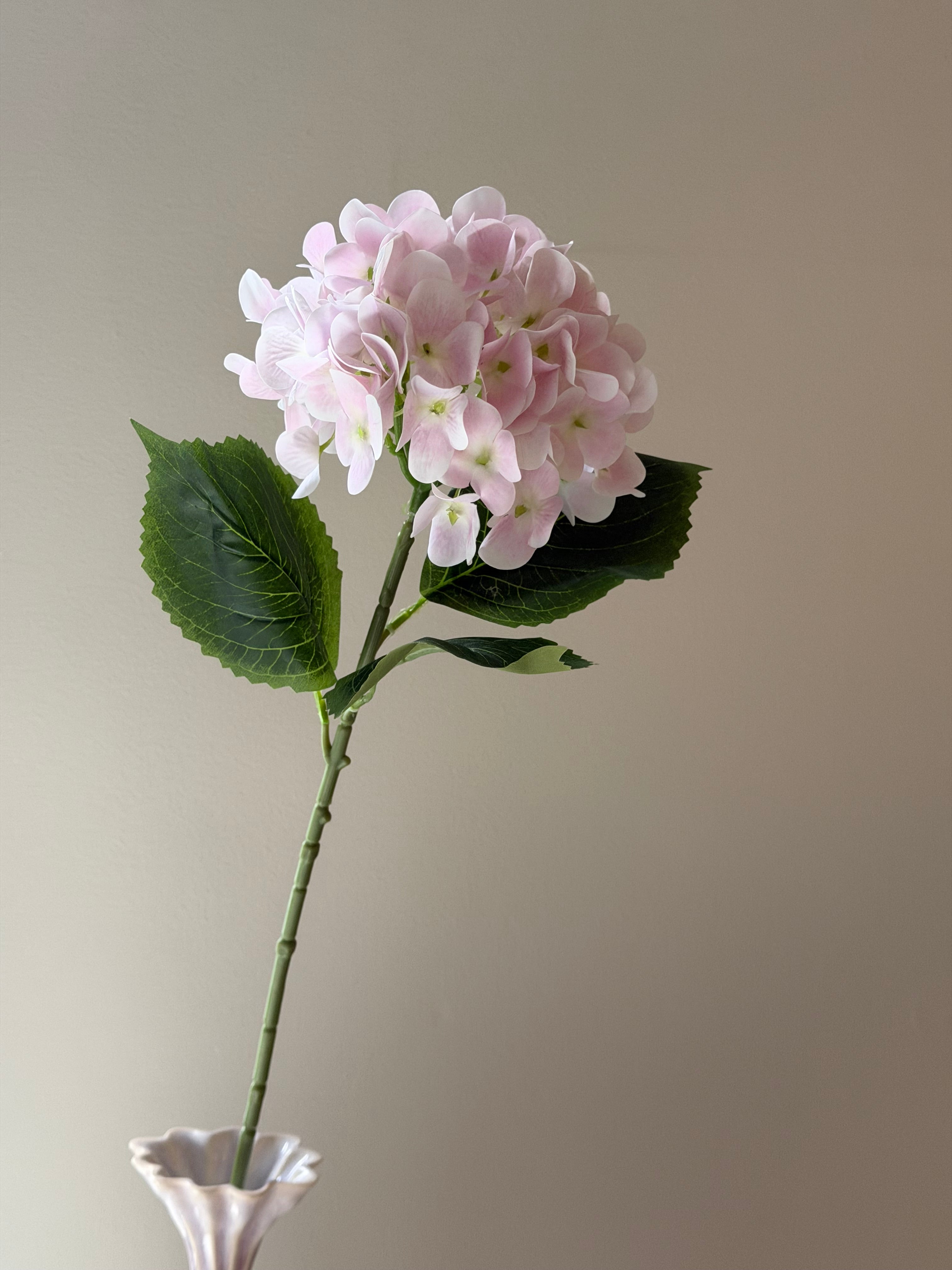 Hortensia Pink