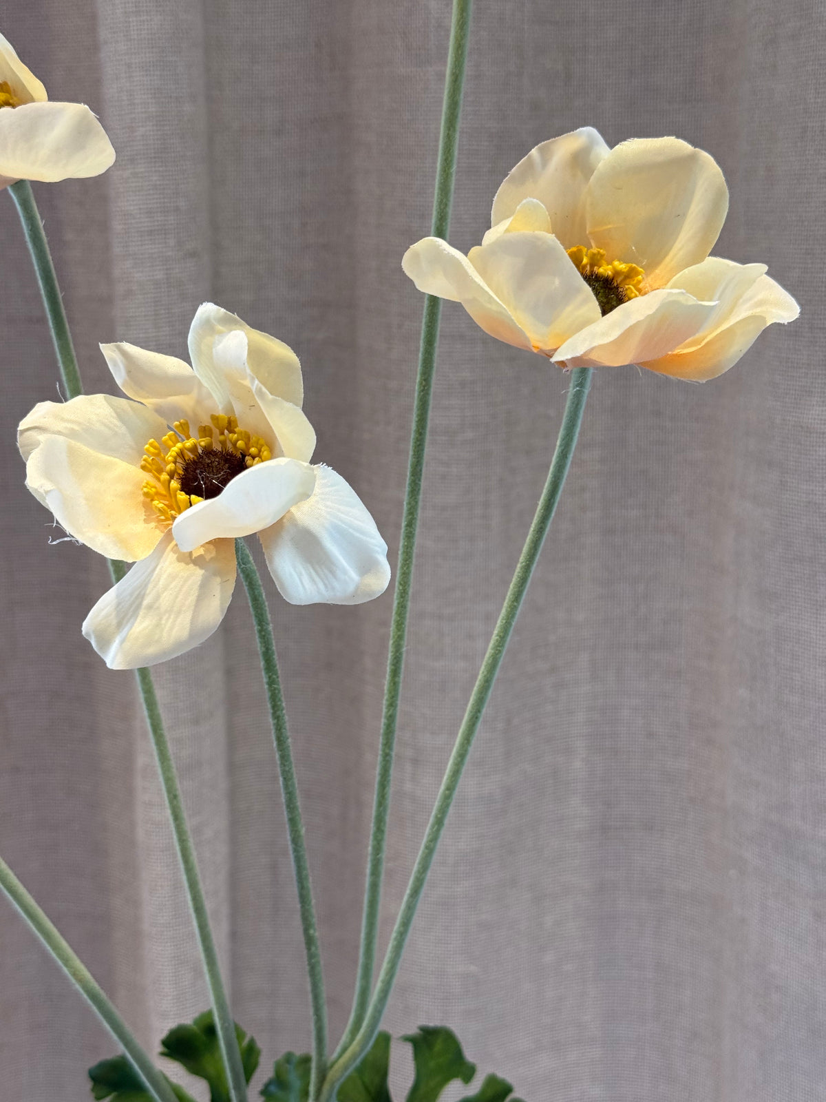 Anemone creme