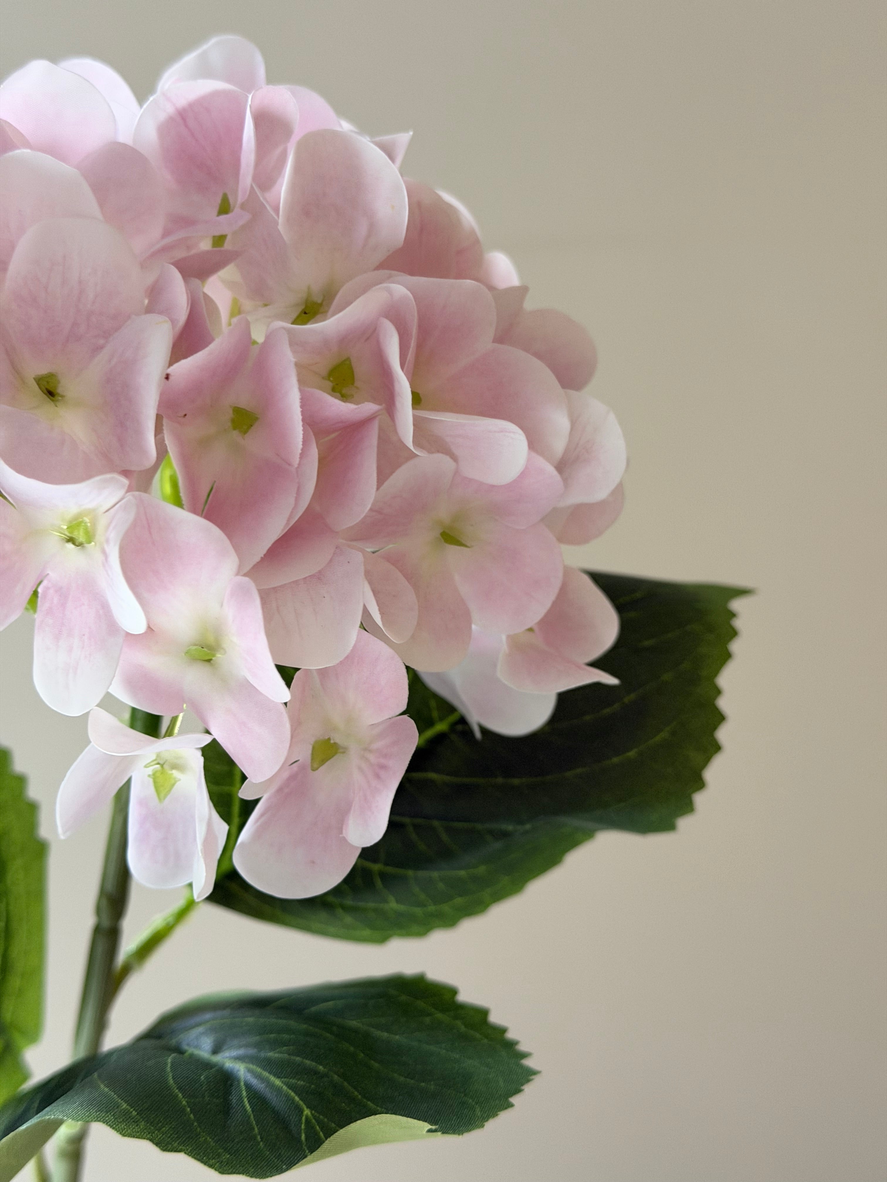 Hortensia Pink
