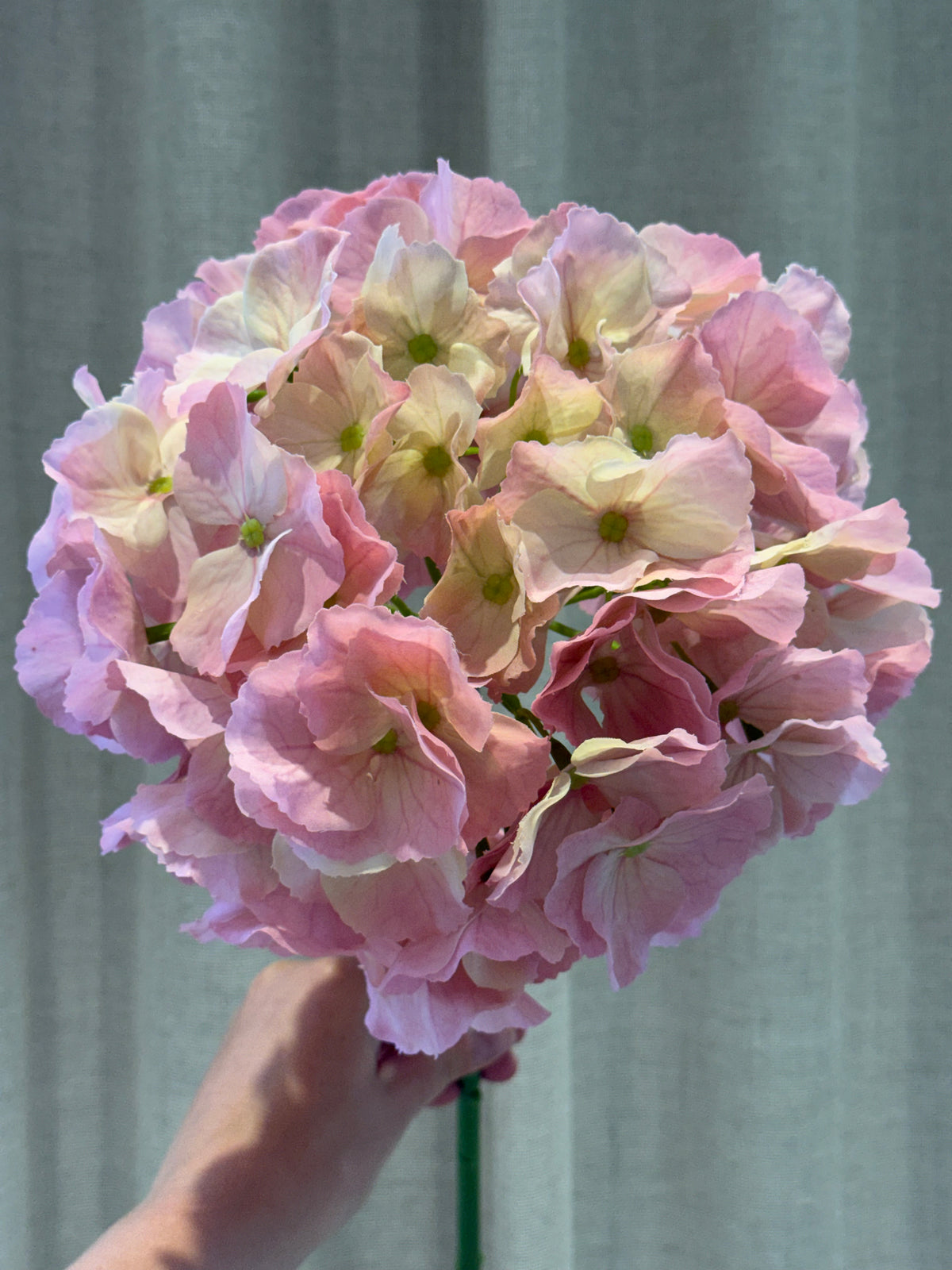 Hortensia lyserød