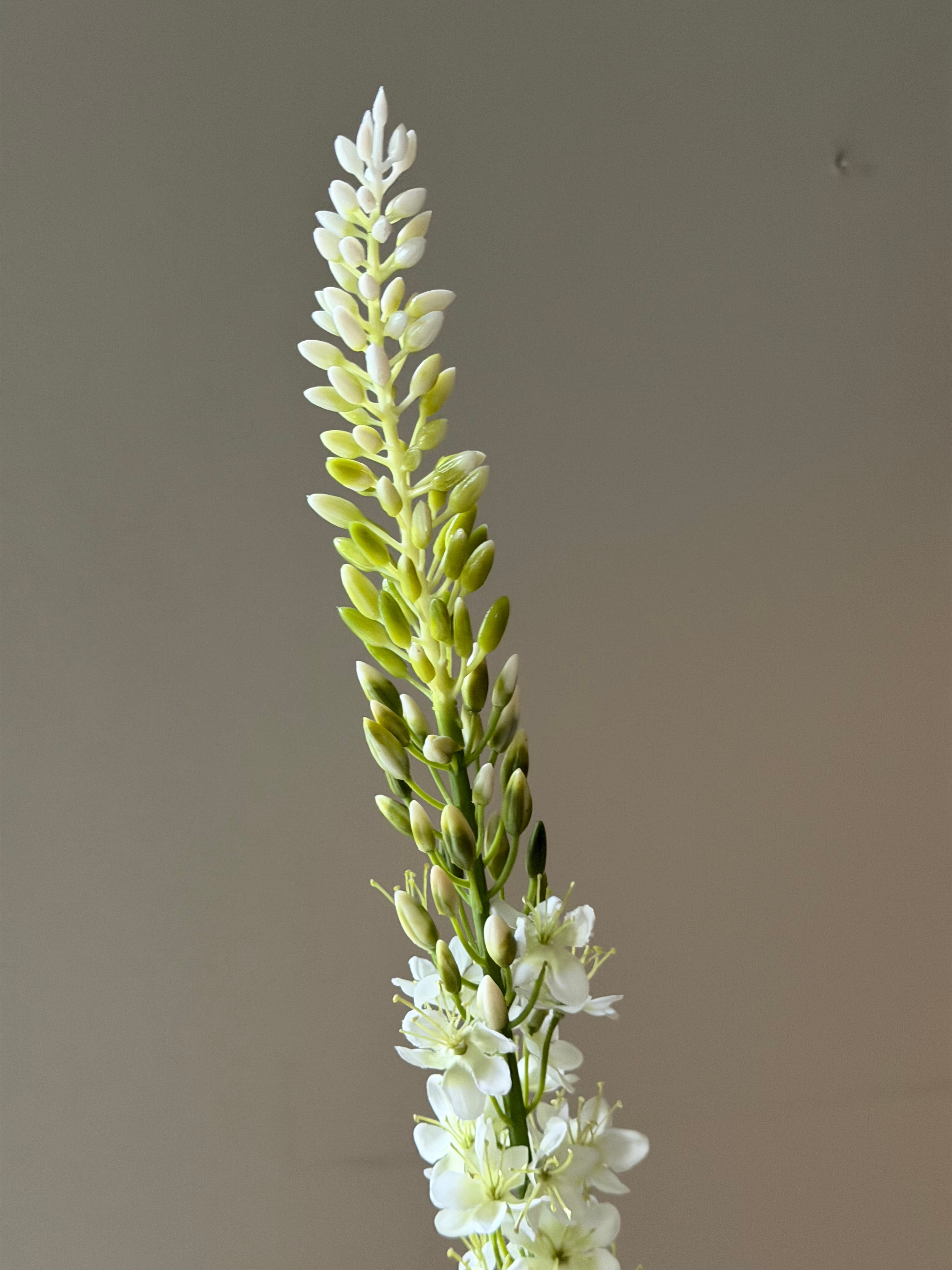 Kleopatras nål White