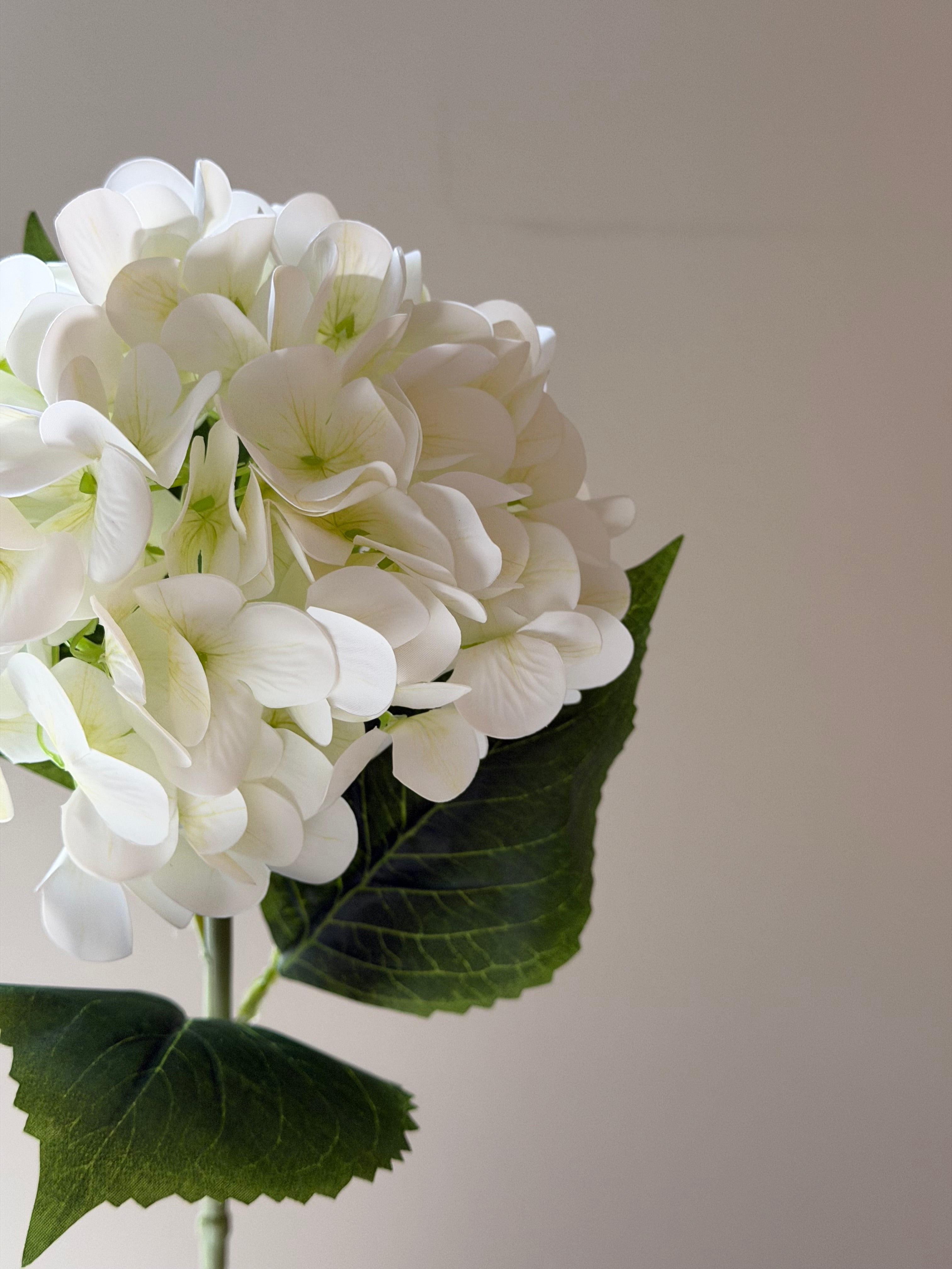 Hortensia White