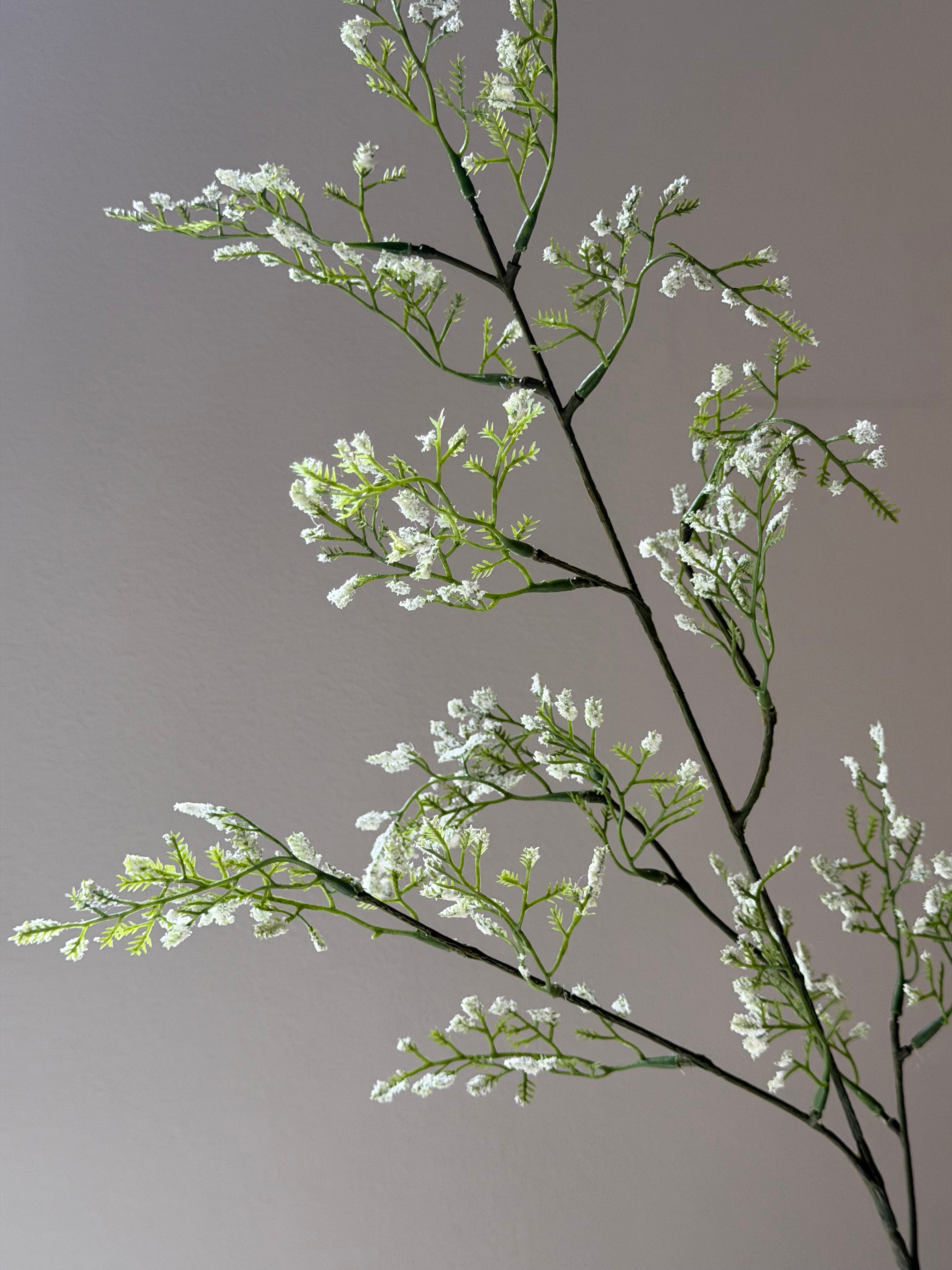 Limonium gren hvid