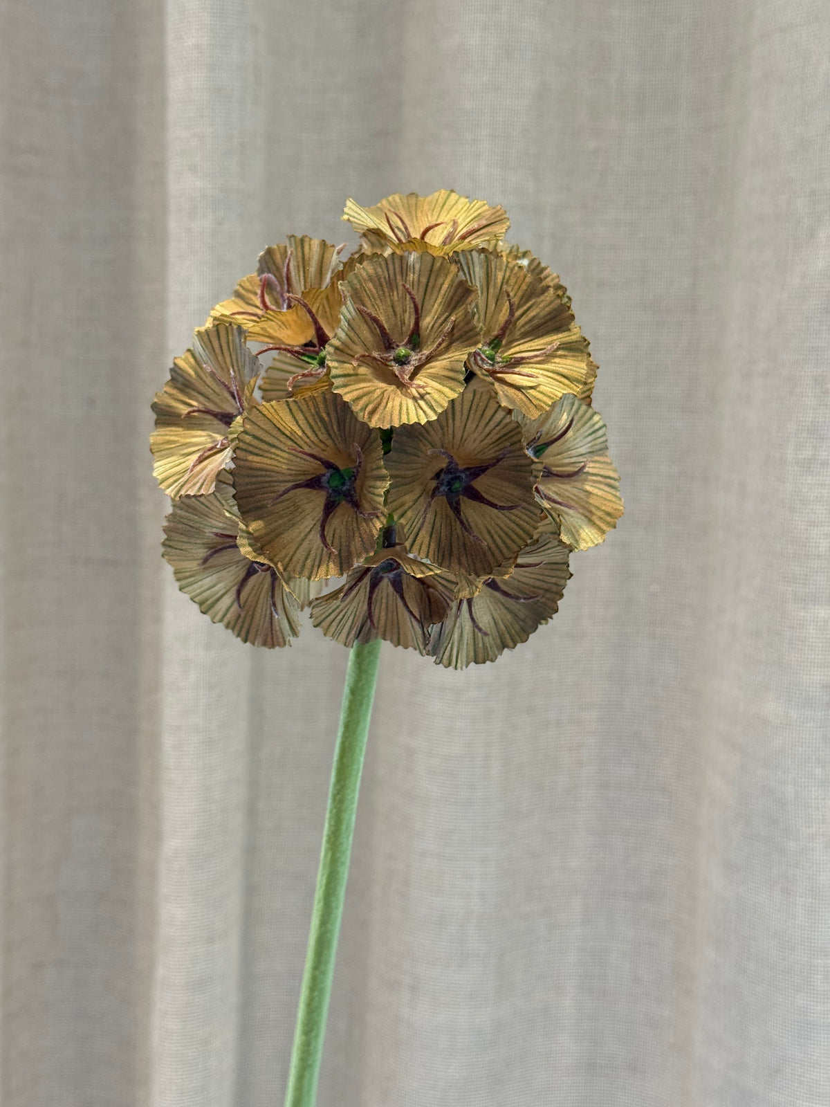 Scabiosa