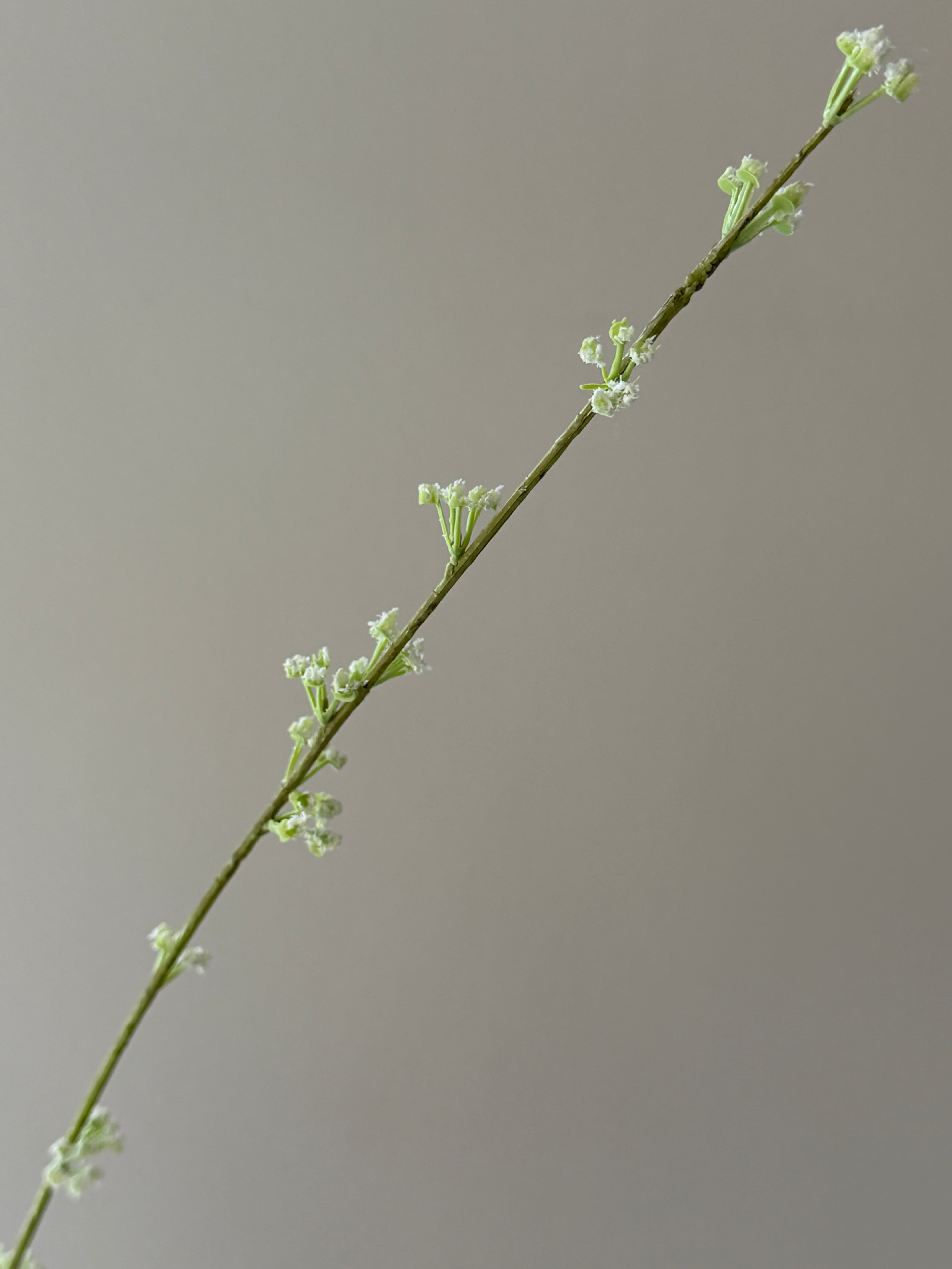 Gren med små hvide blomster