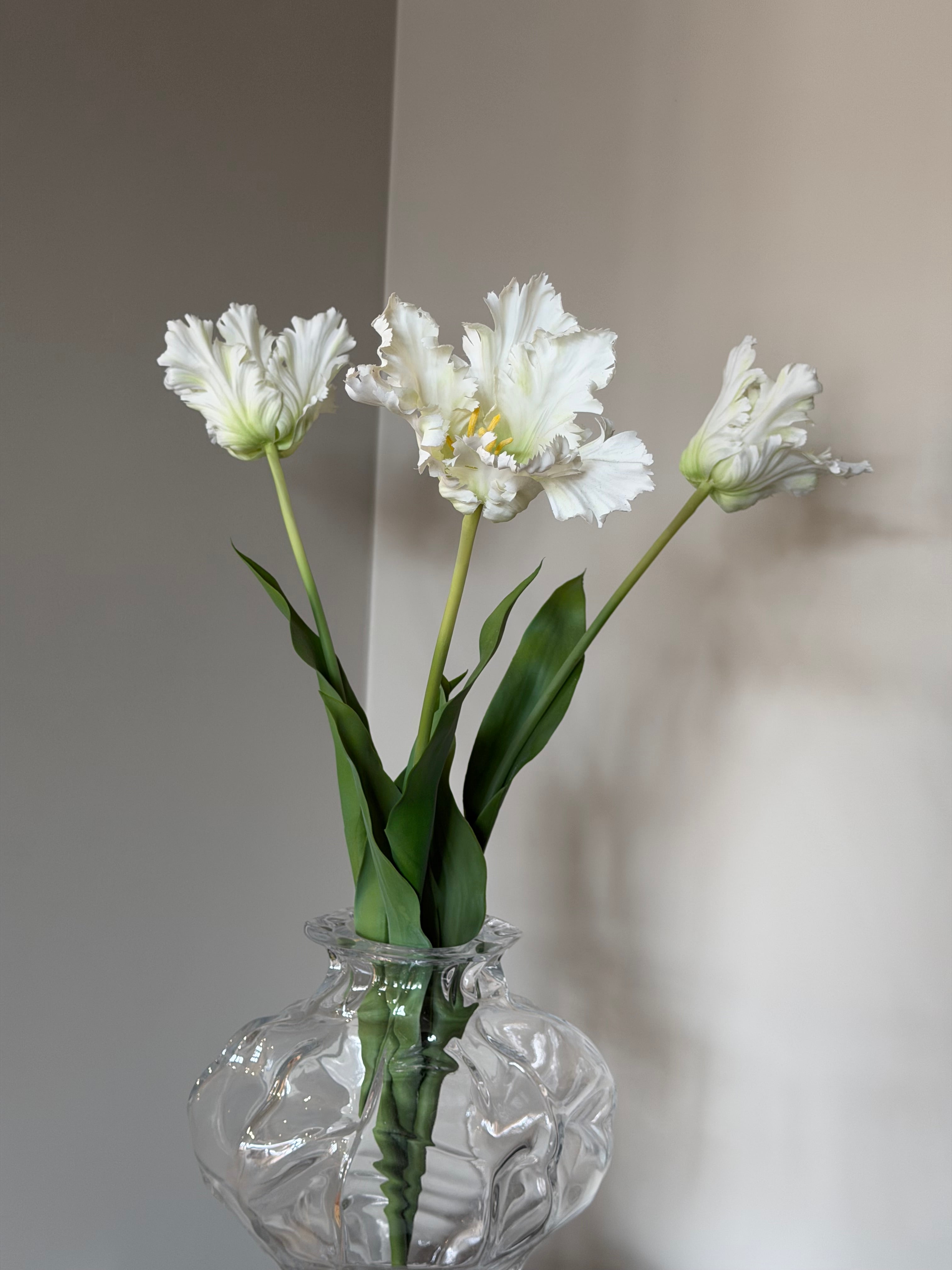 Papegøje Tulipan Hvid