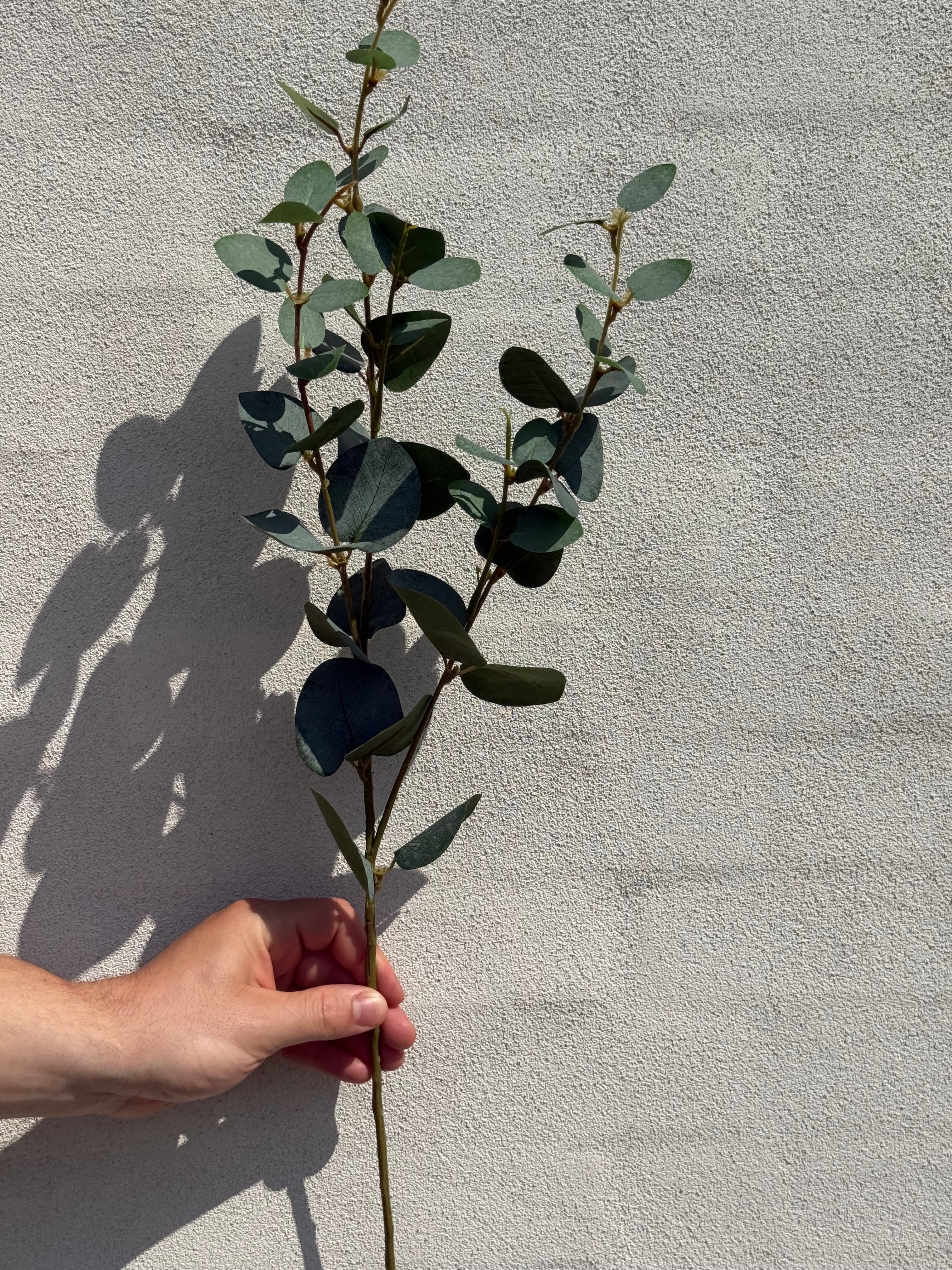 Eucalyptus