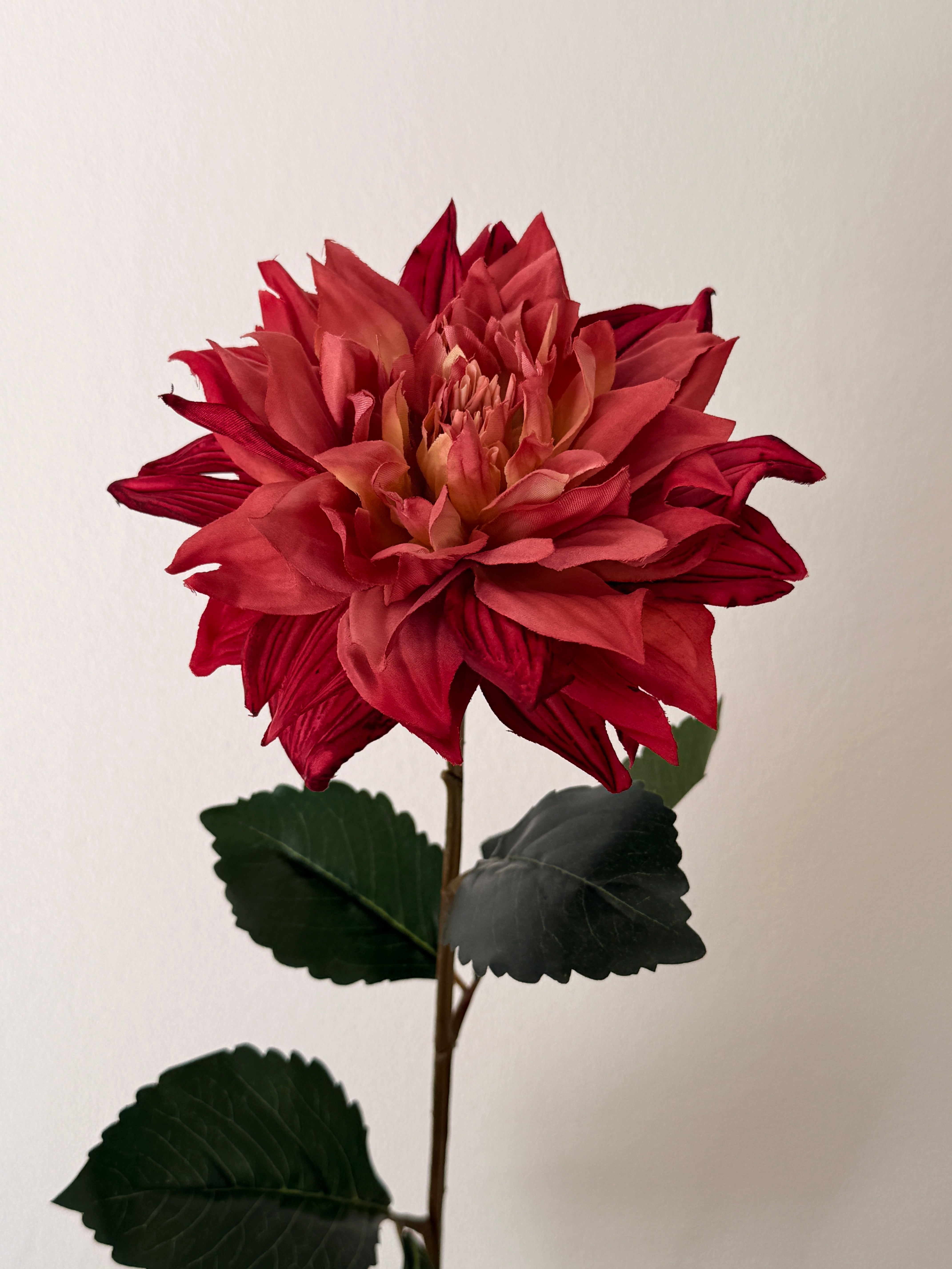 Dahlia lys bordeaux