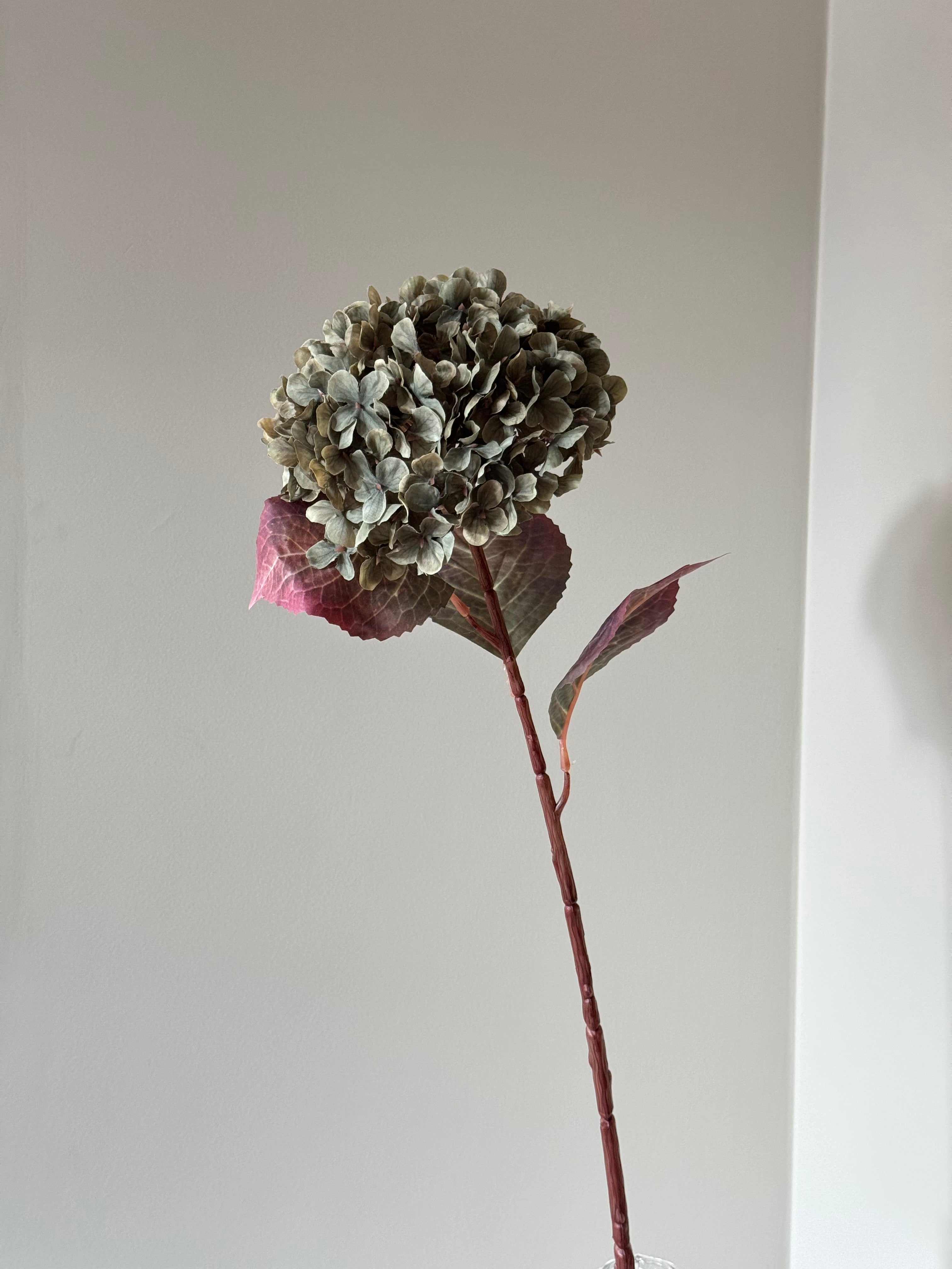 Stor multifarvet grøn Hortensia