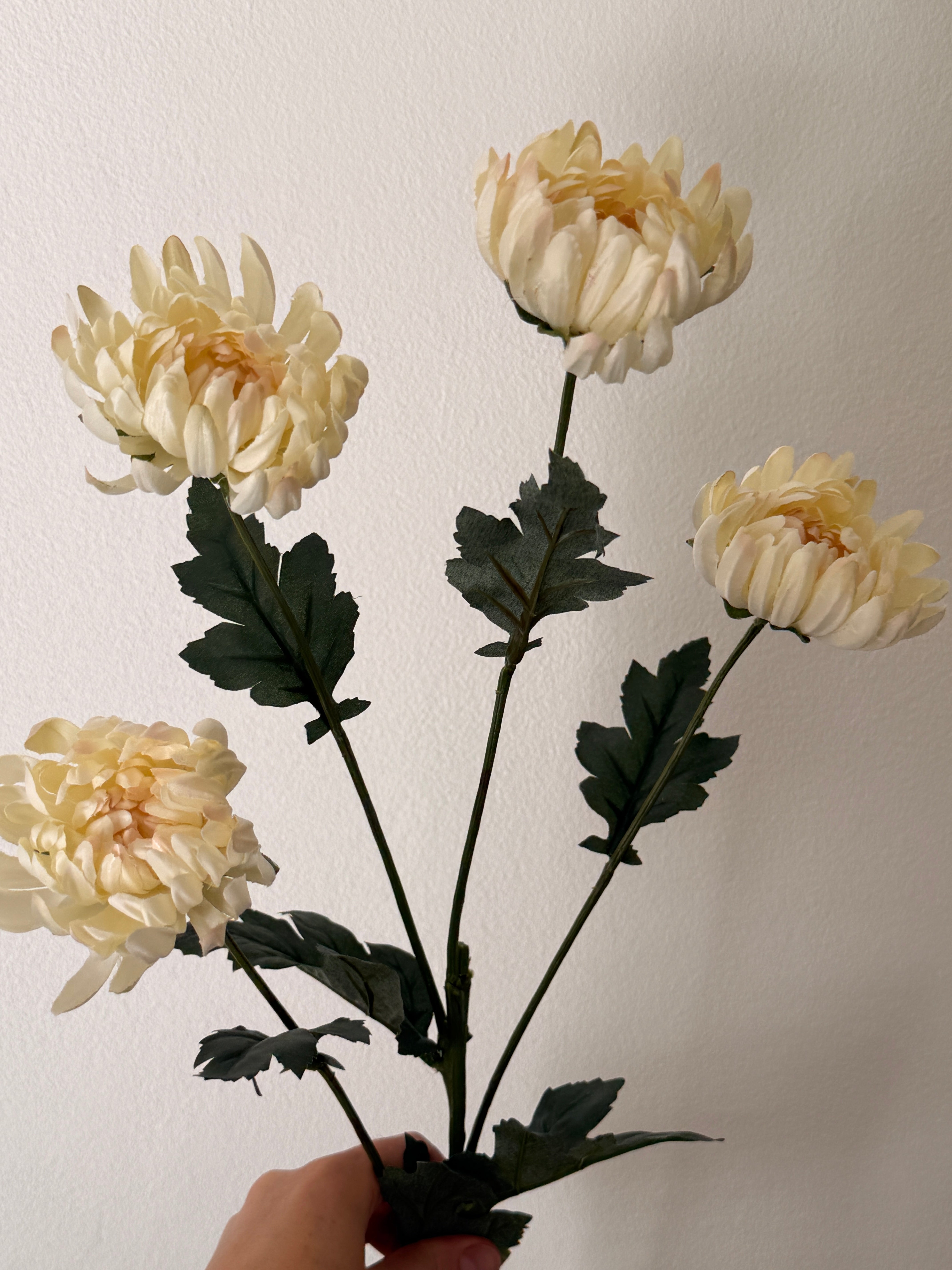 Chrysanthemum creme