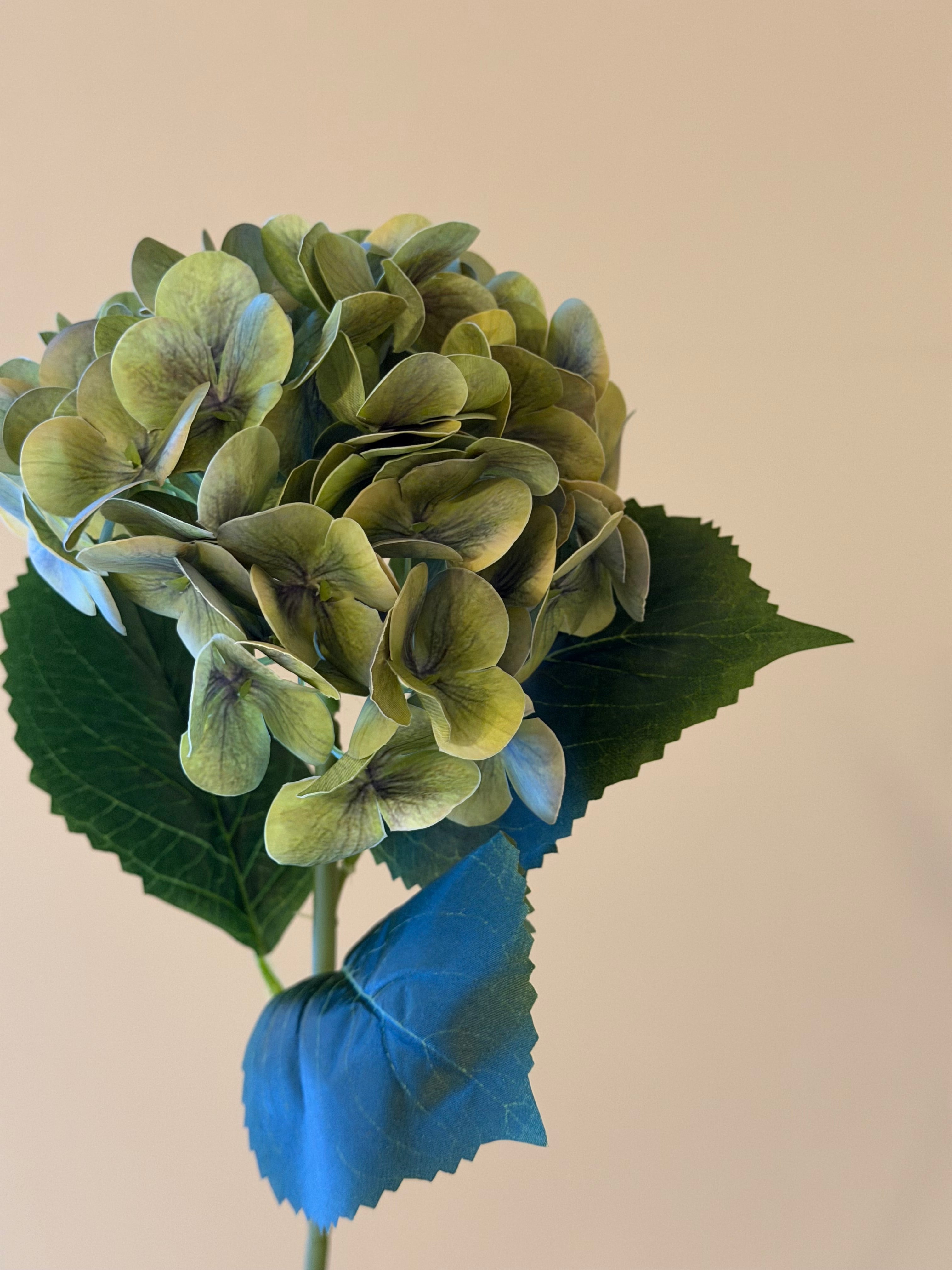 Hortensia