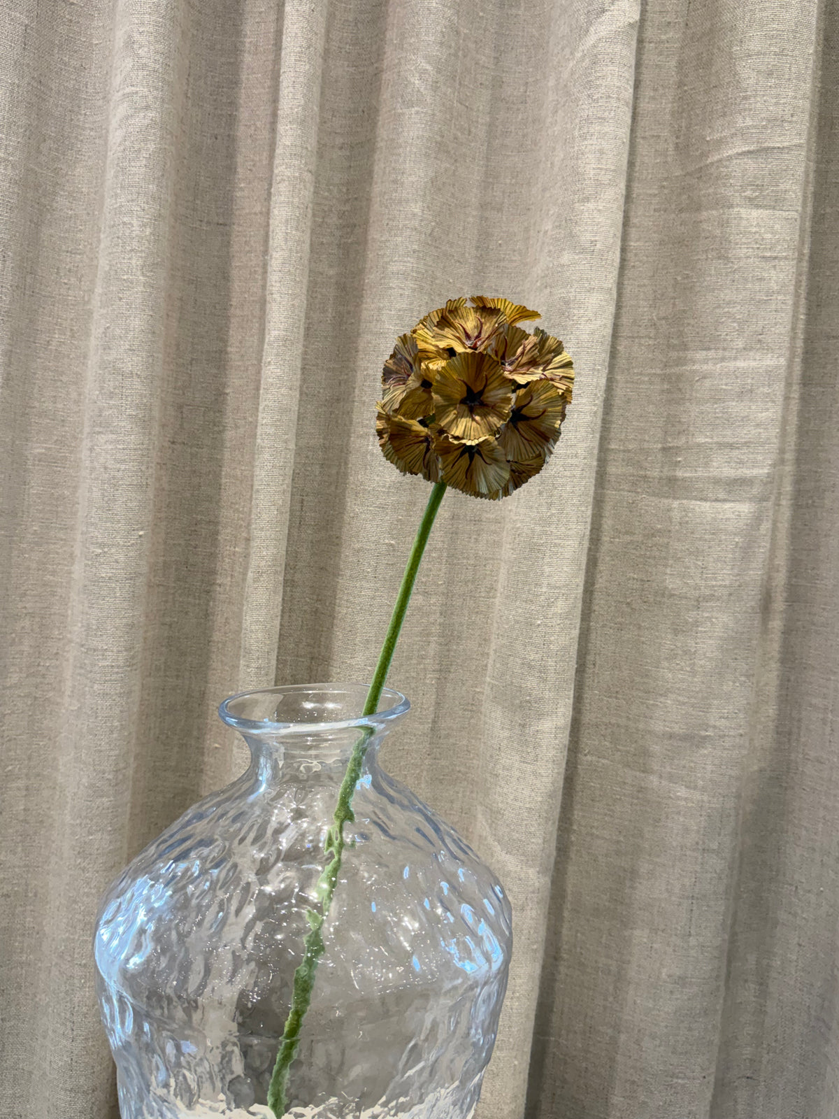 Scabiosa
