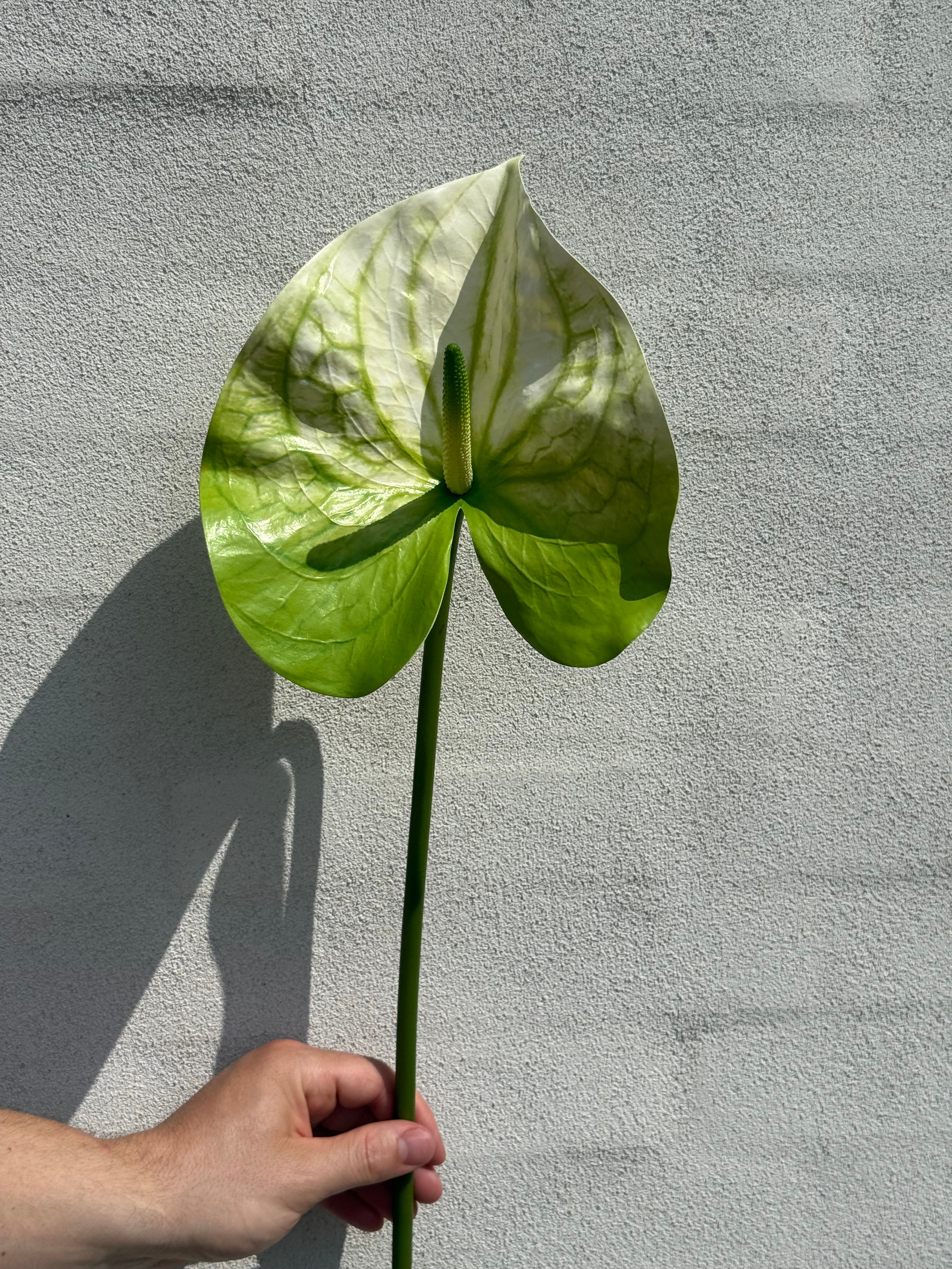 Anthurium grøn/hvid