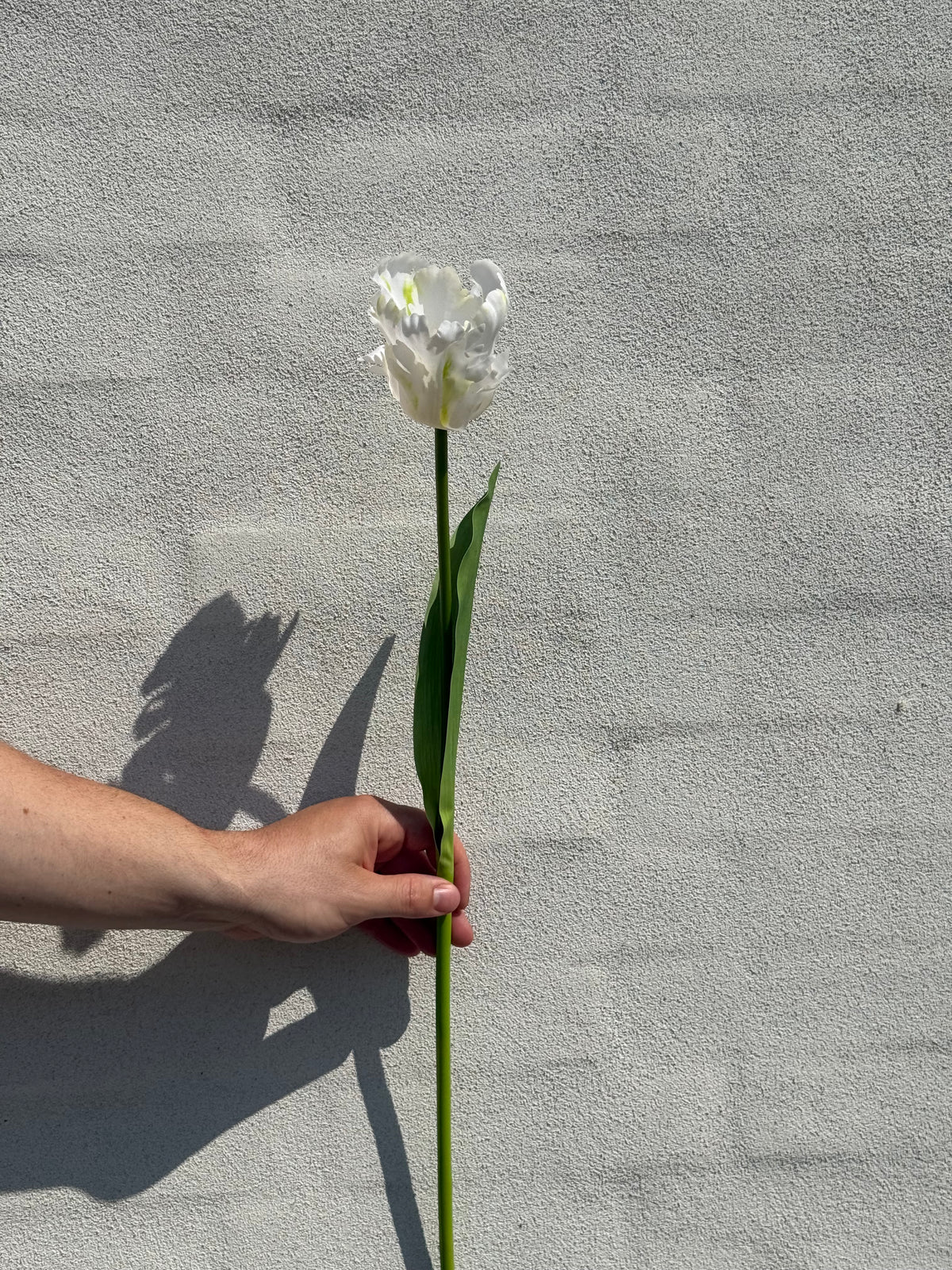 Papegøje Tulipan hvid