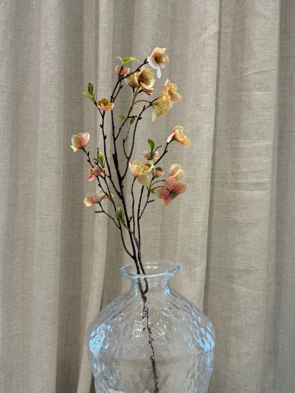 Helleborus grøn/rosa 75cm