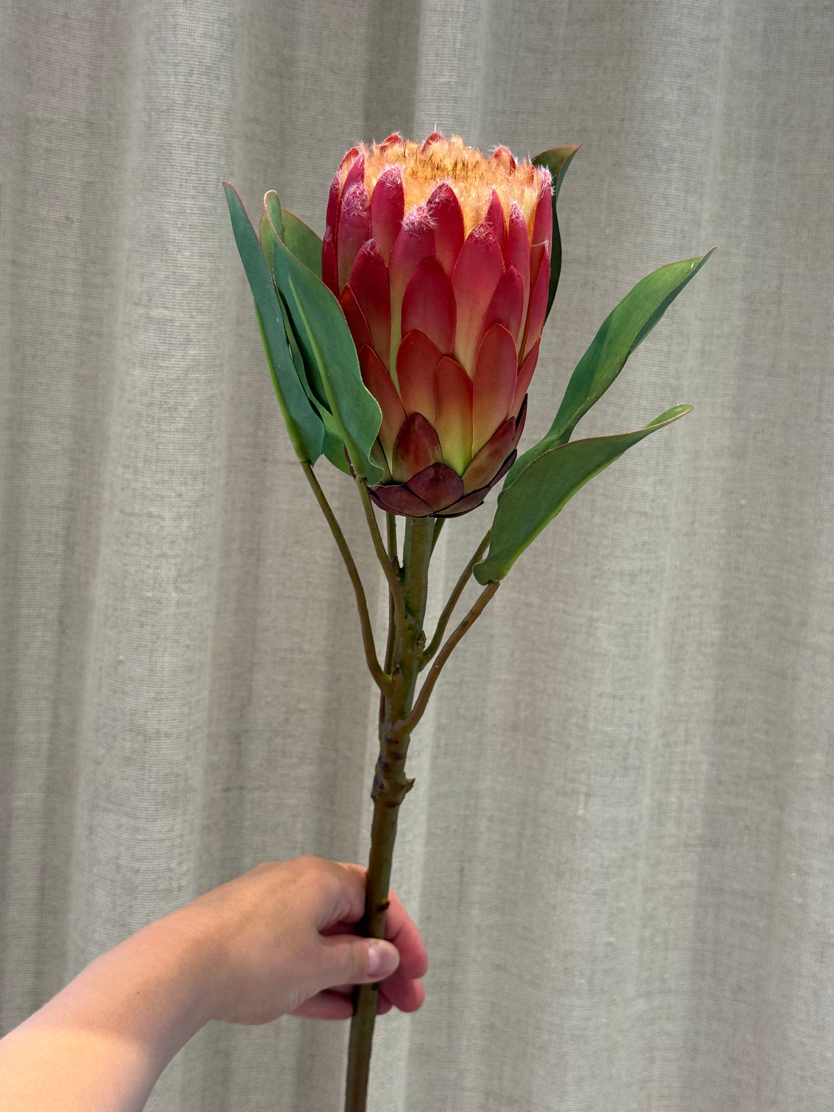 Protea aflang