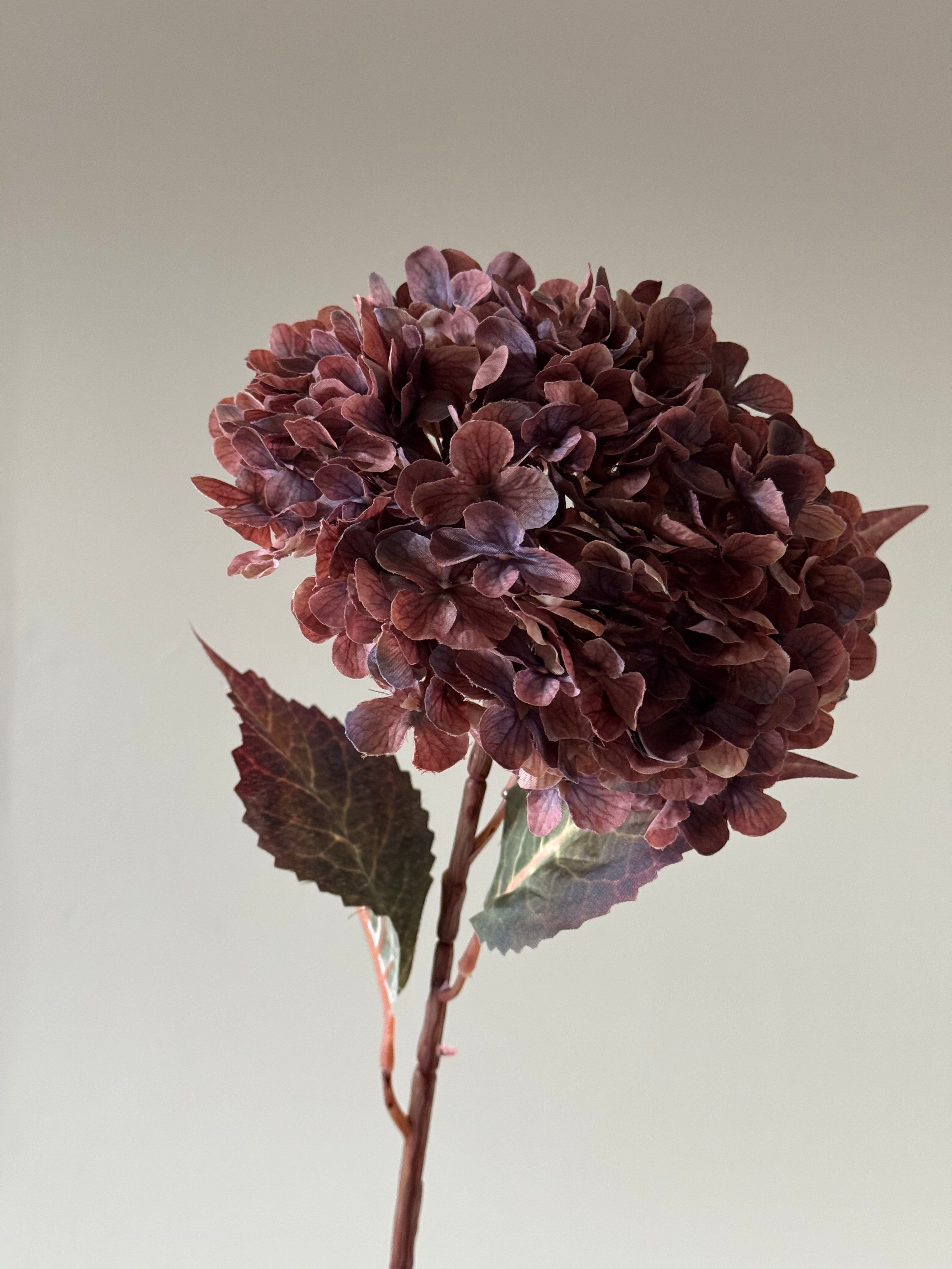 Stor multifarvet lilla Hortensia