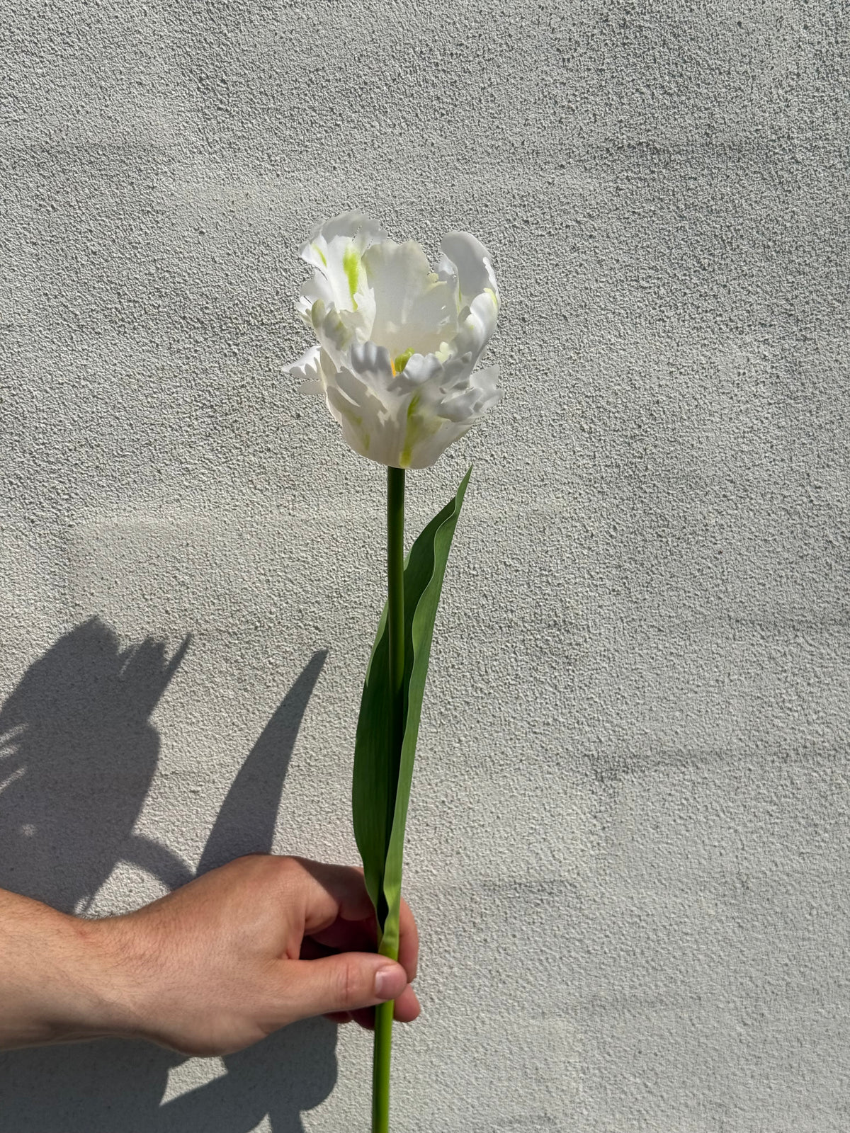 Papegøje Tulipan hvid