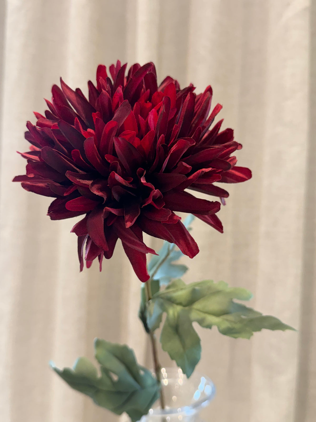 Chrysanthemum Bordeaux H68
