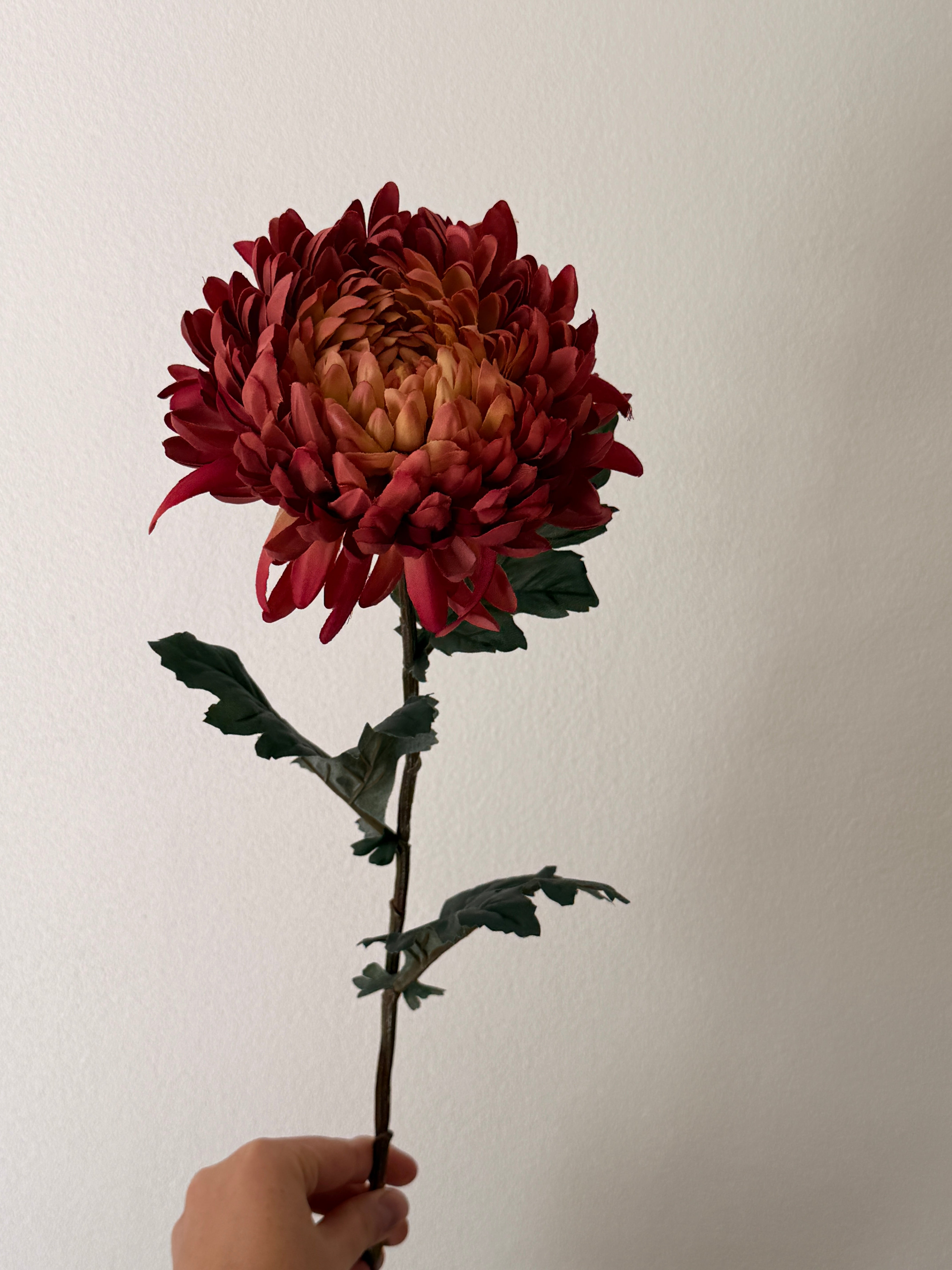 Chrysanthemum lys bordeaux