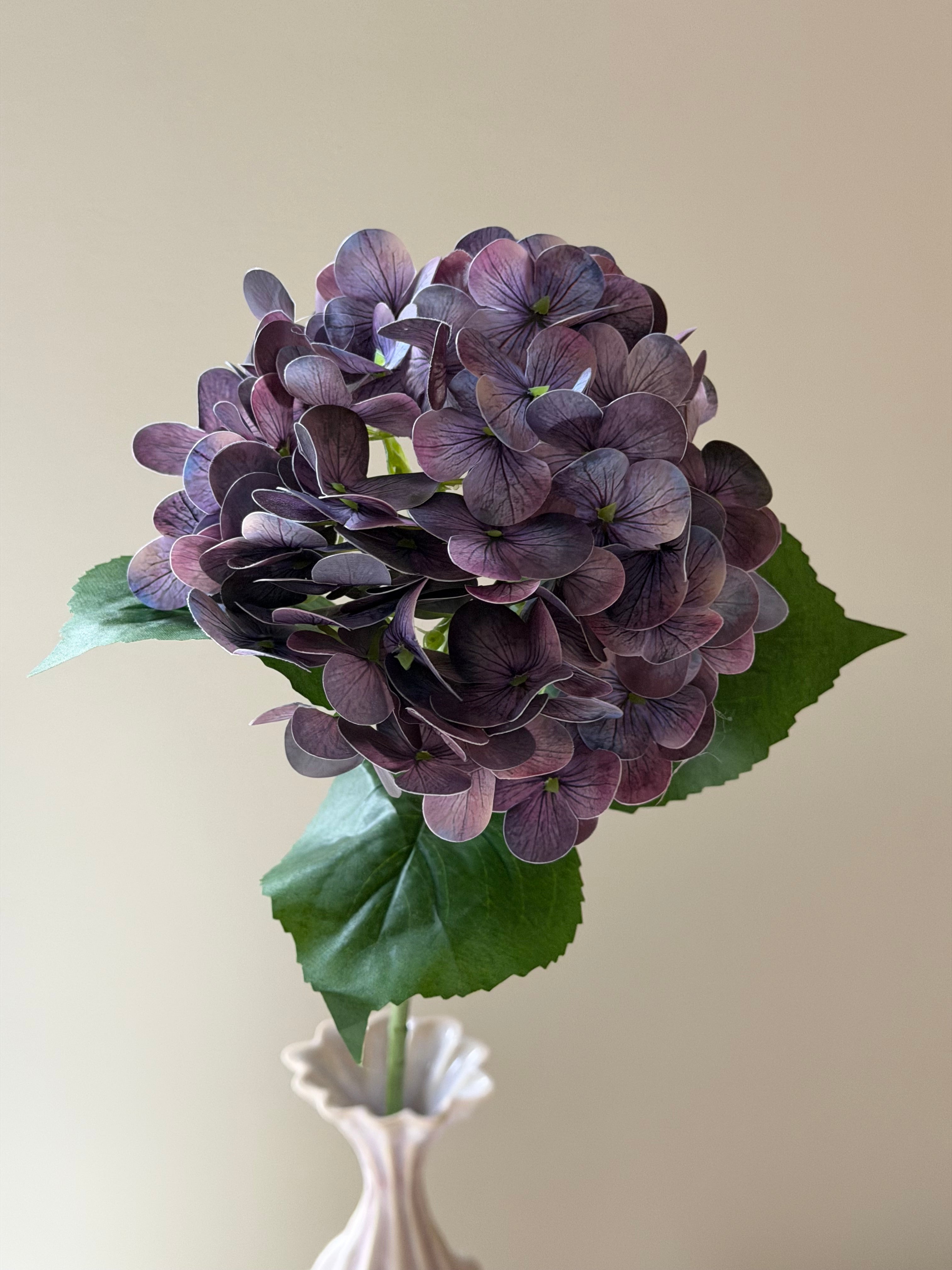 Hortensia Purple