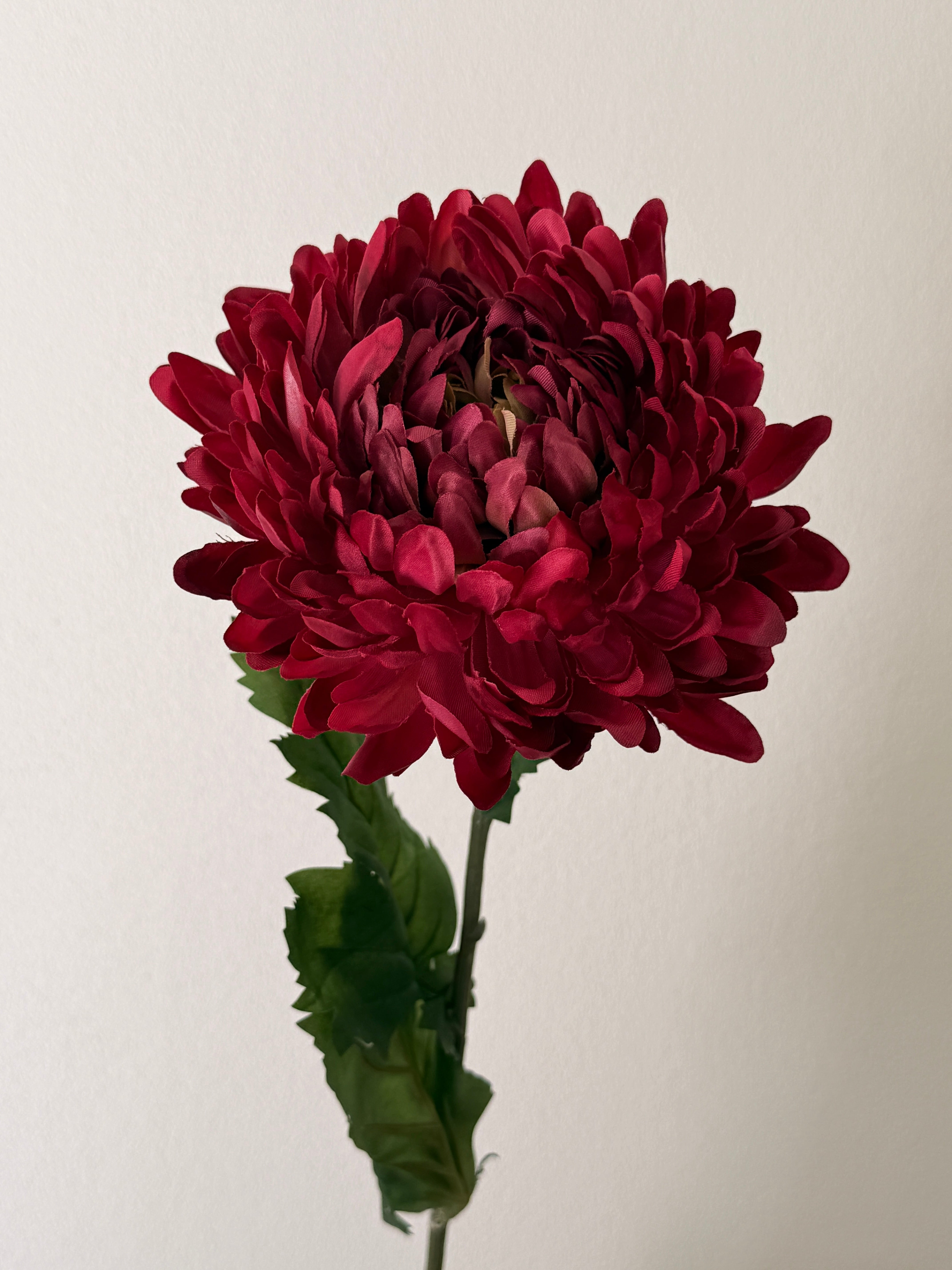 Chrysanthemum bordeaux