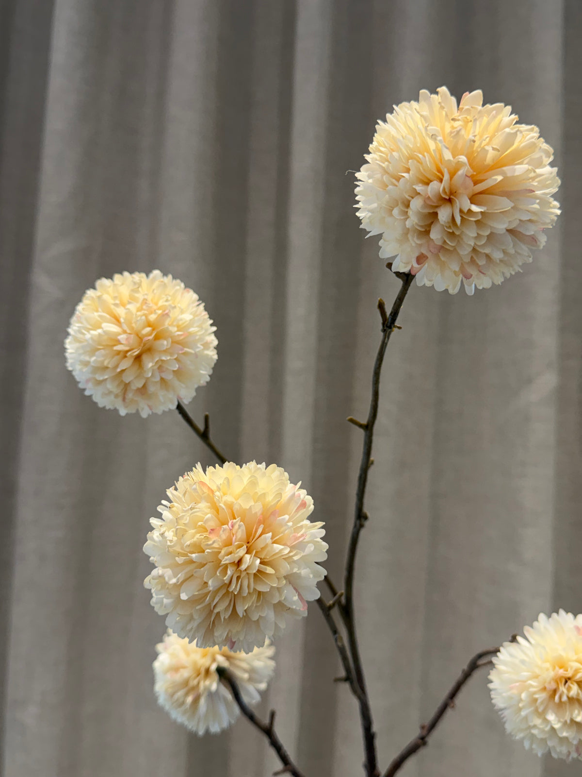 Chrysantheum Gren Creme H99cm
