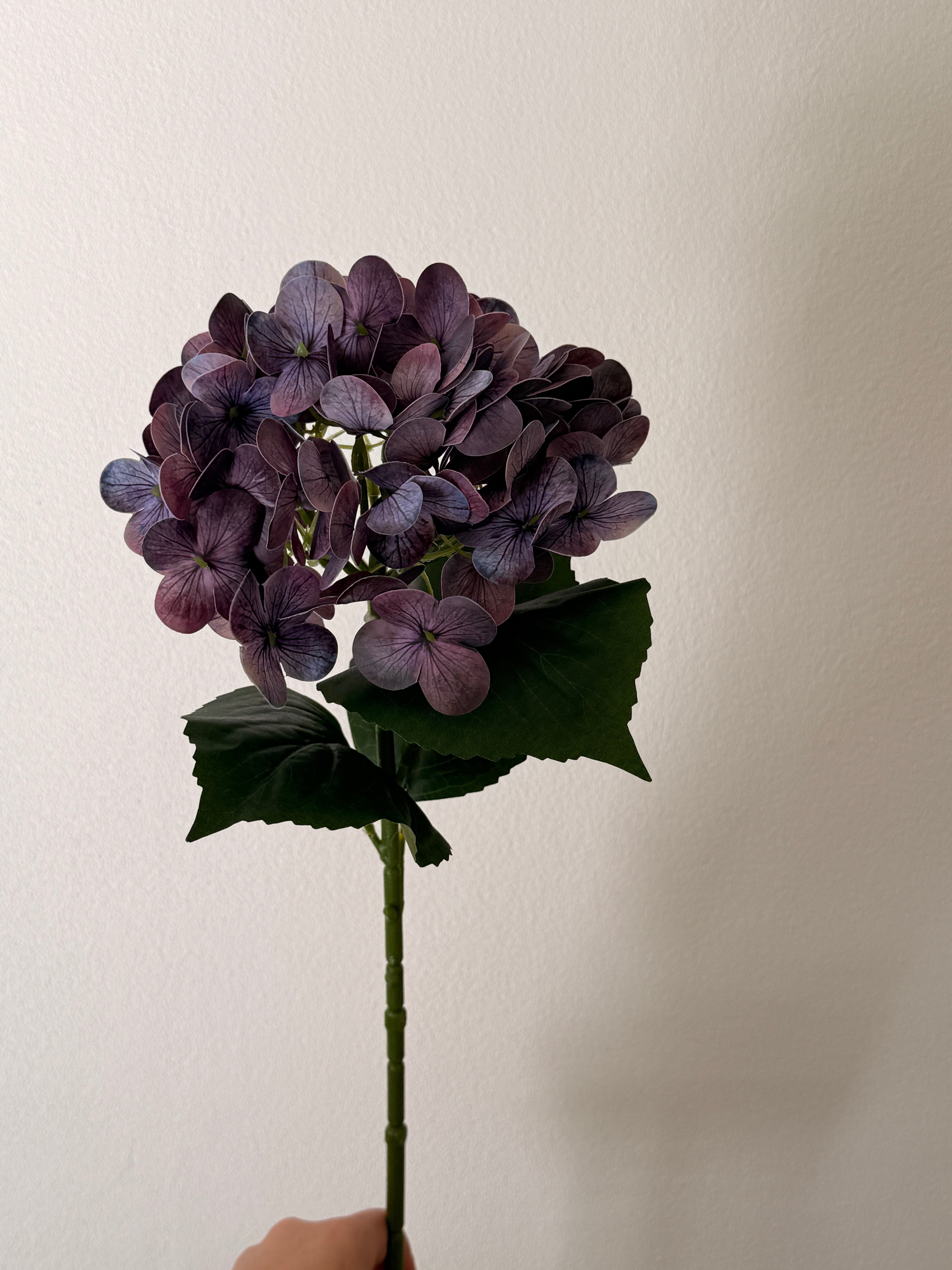 Hortensia lilla